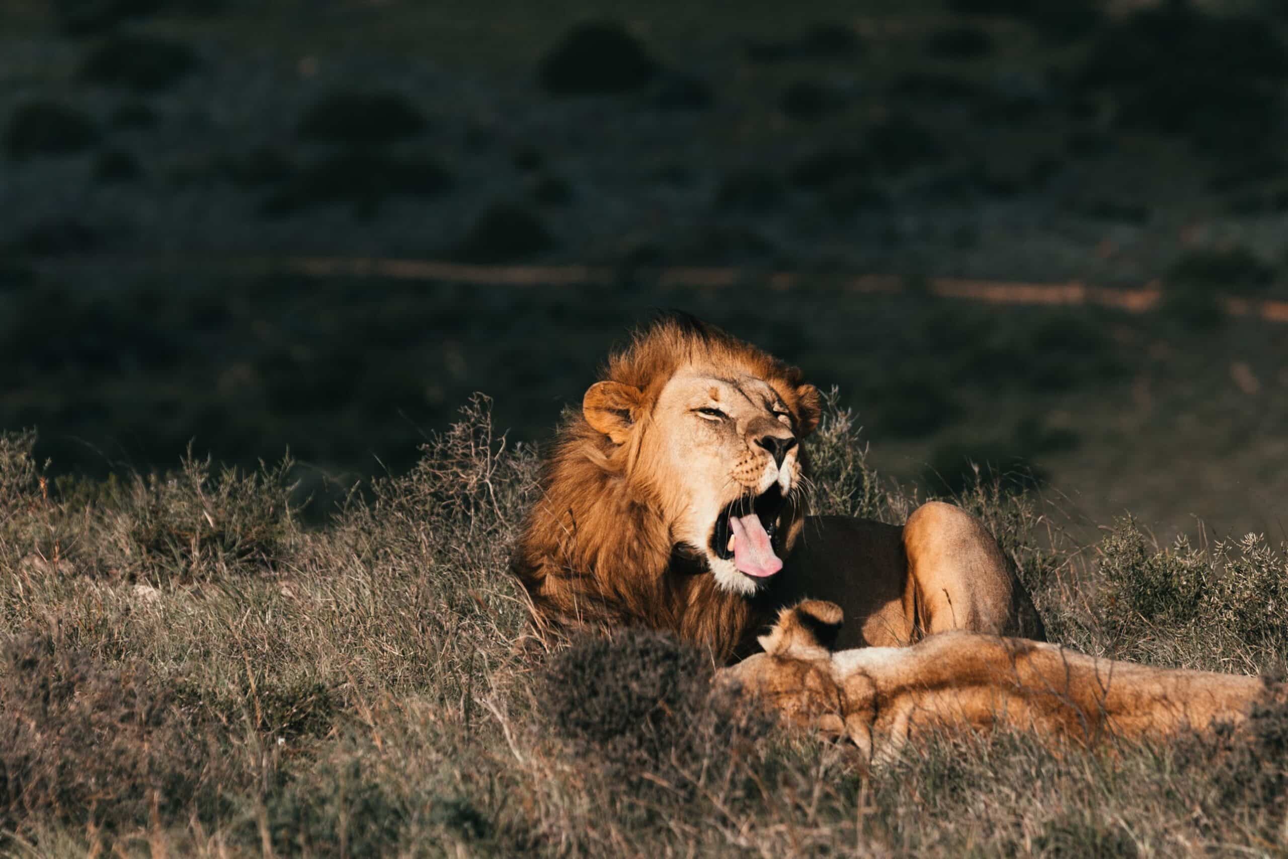 Discover: Animals Can Catch Yawns