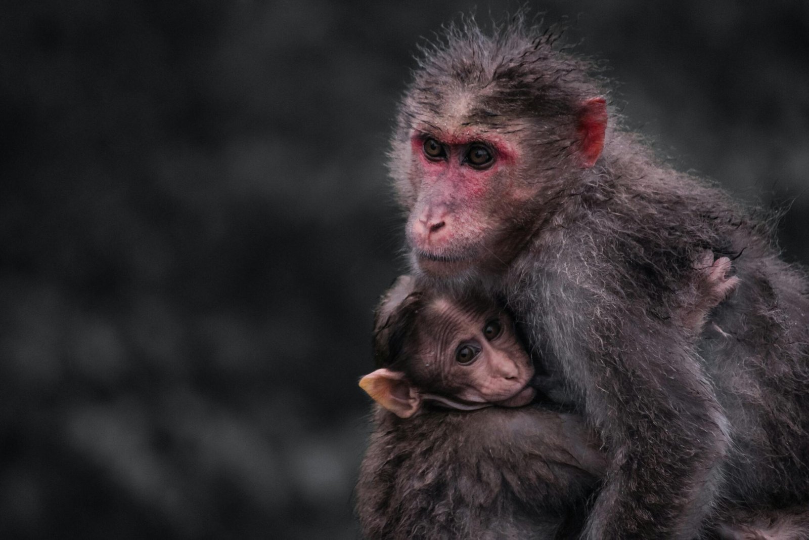 Texan Controversy Over Housing 43,000 Monkeys in Laboratory & August Update