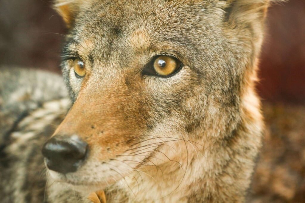 close up of a coyote