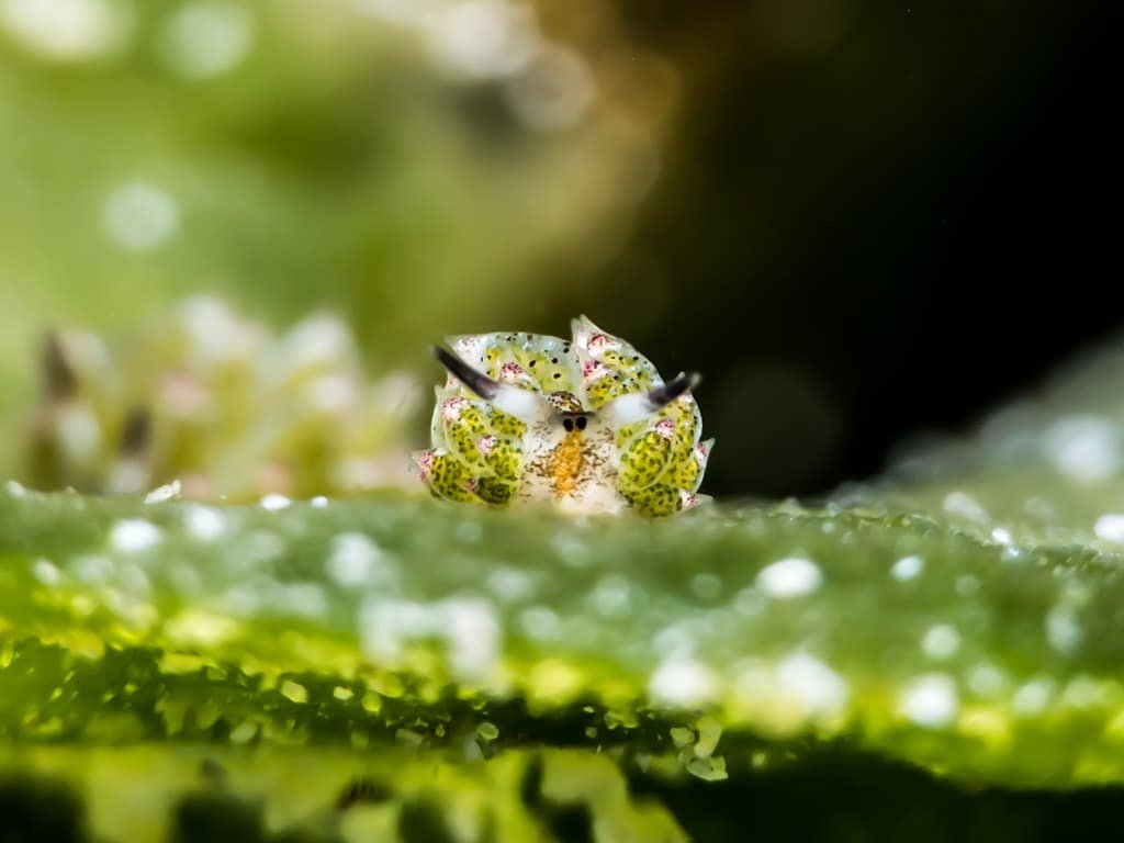 Sheep Slug