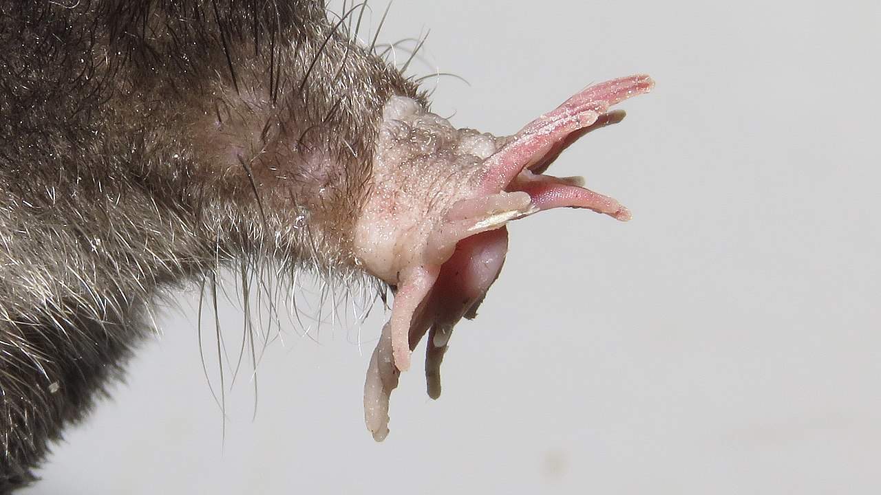 How Animals Adapt to Extreme Environments Genetically
