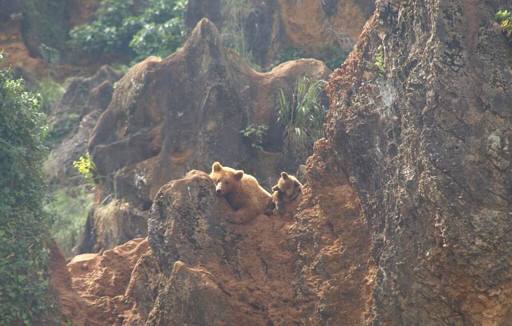 Cantabrian brown bear