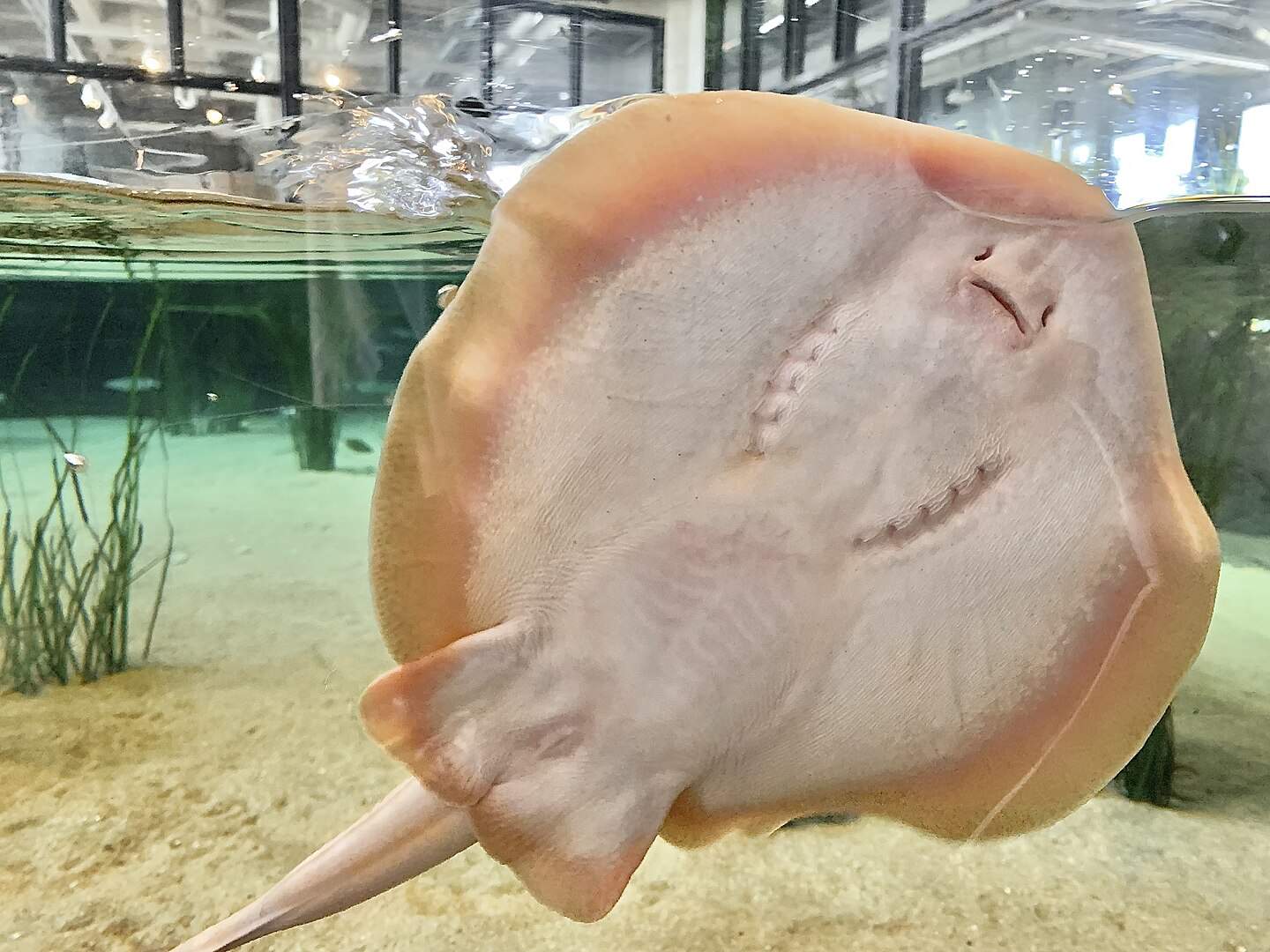 Stingray Who Got Pregnant Without a Male in North Carolina Dies