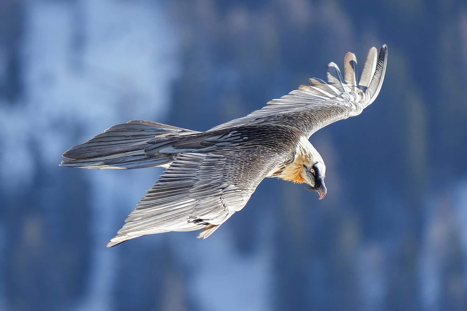 bearded vulture
