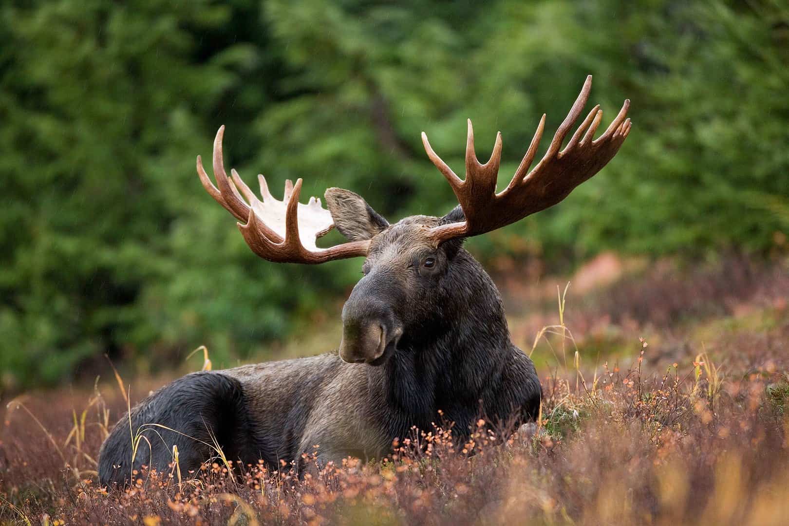 Why Moose Are Becoming a Public Safety Problem in Suburbs
