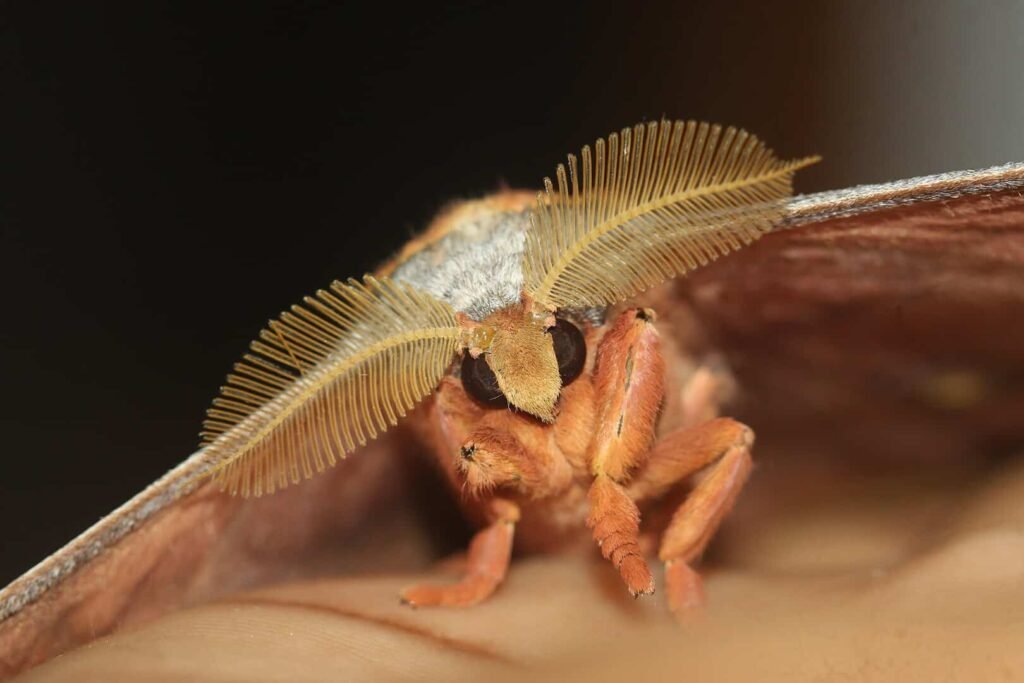 Moths are known to have different types of Antennae. Bipectinate is one of those types in which both sides of the antenna are combed. This is an Antheraea sp. Moth male.