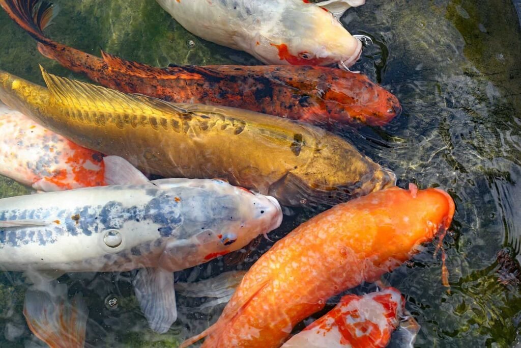 Several varieties of koi carps in the Japanese Garden of Montreal Botanical Garden, Canada.