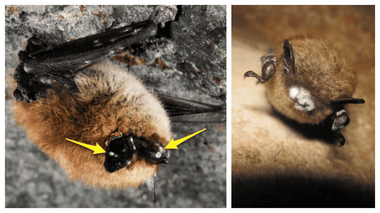 The Deadly White-Nose Syndrome in America’s Caves