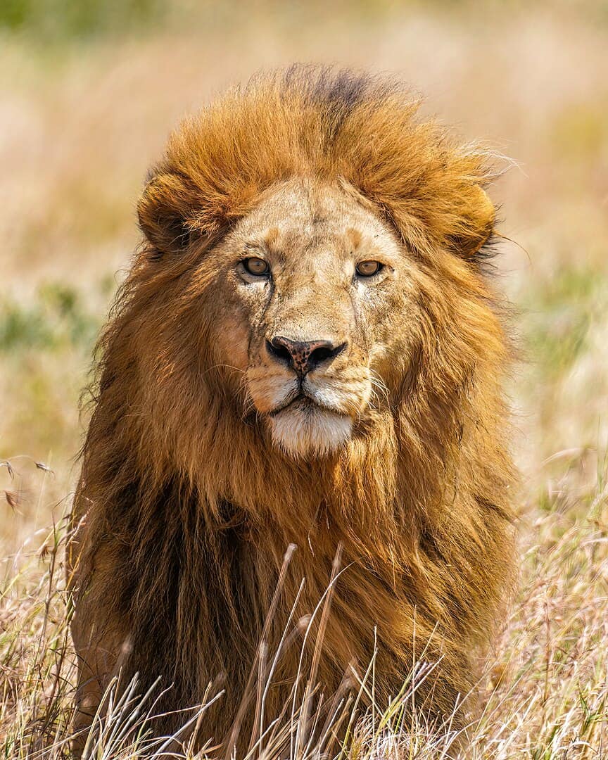 The Ant Invasion: A New Threat to Kenya’s Lions