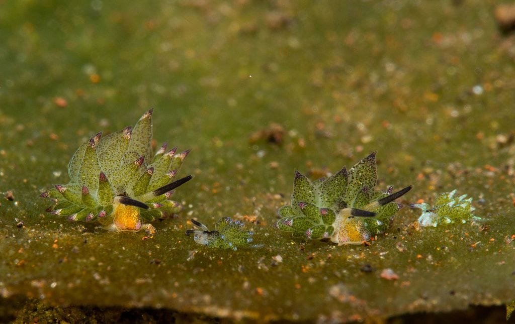 Costasiella kuroshimae