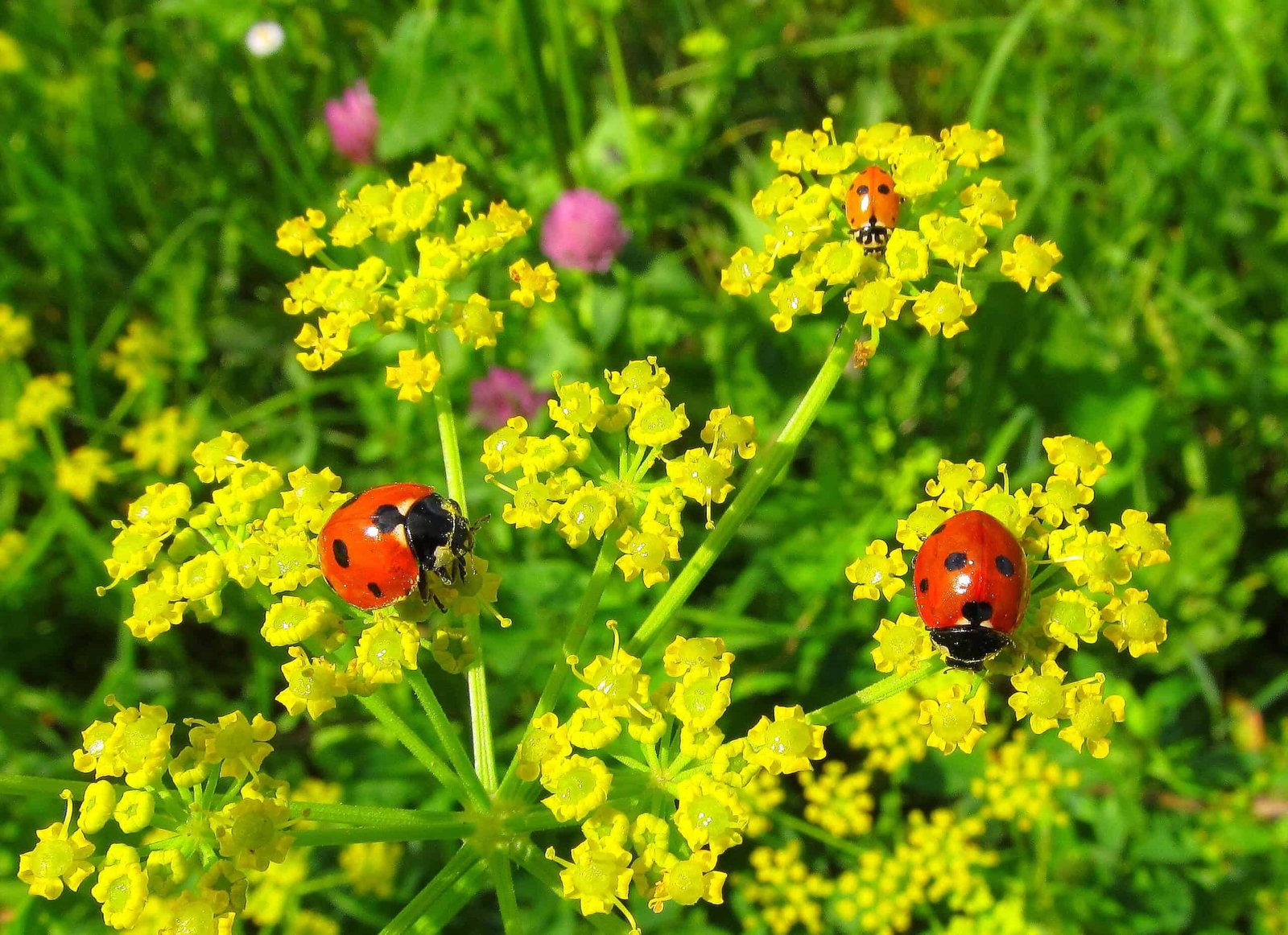 Lady bug on flowers