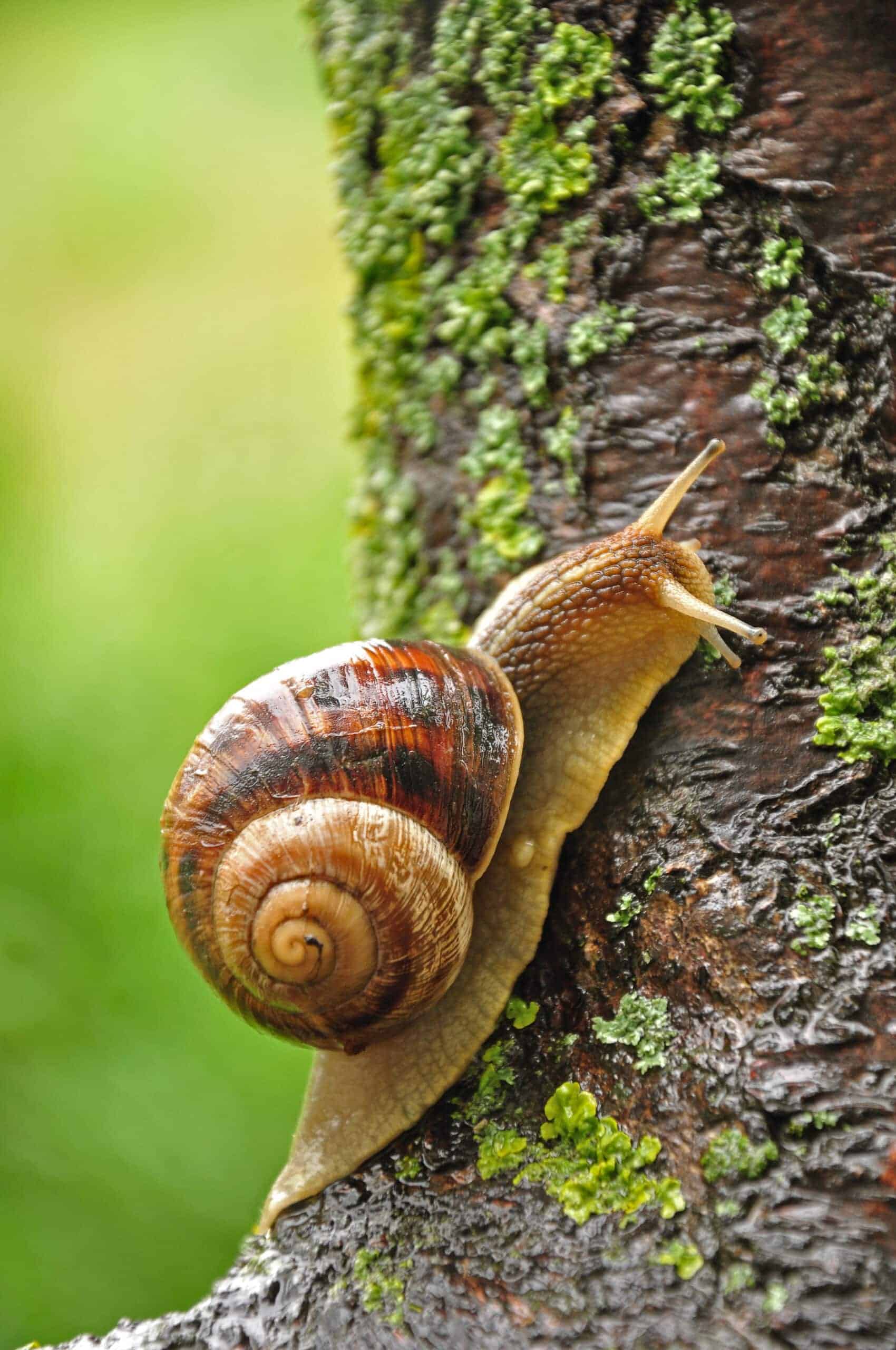 In the Slow Lane: Unraveling the Secrets of Snail Movement