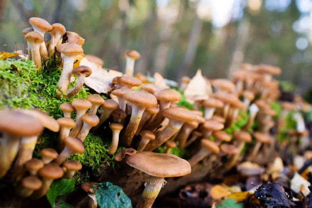 honey fungus
