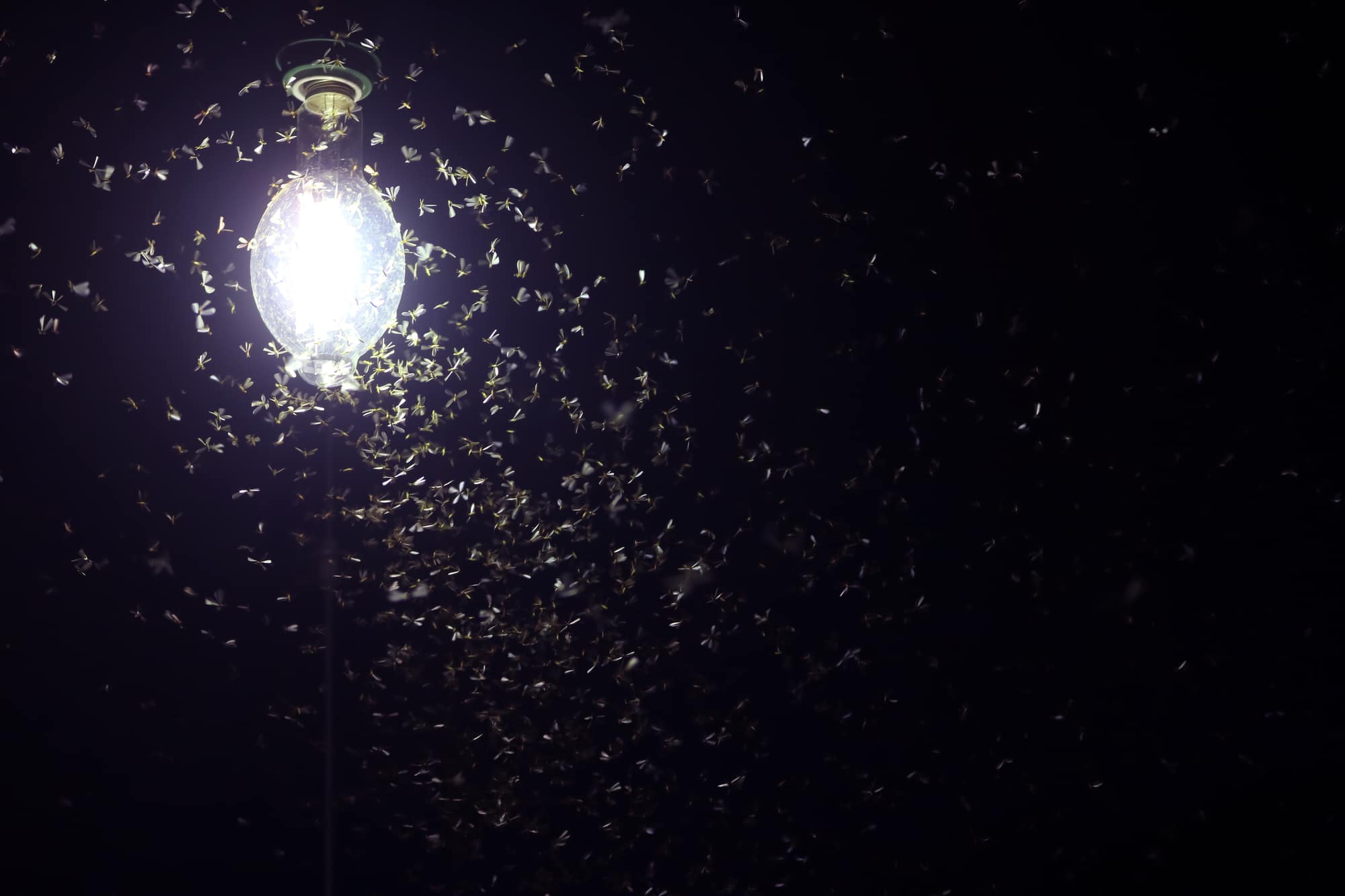 Definitive Answer: Why Insects Are Attracted To Light