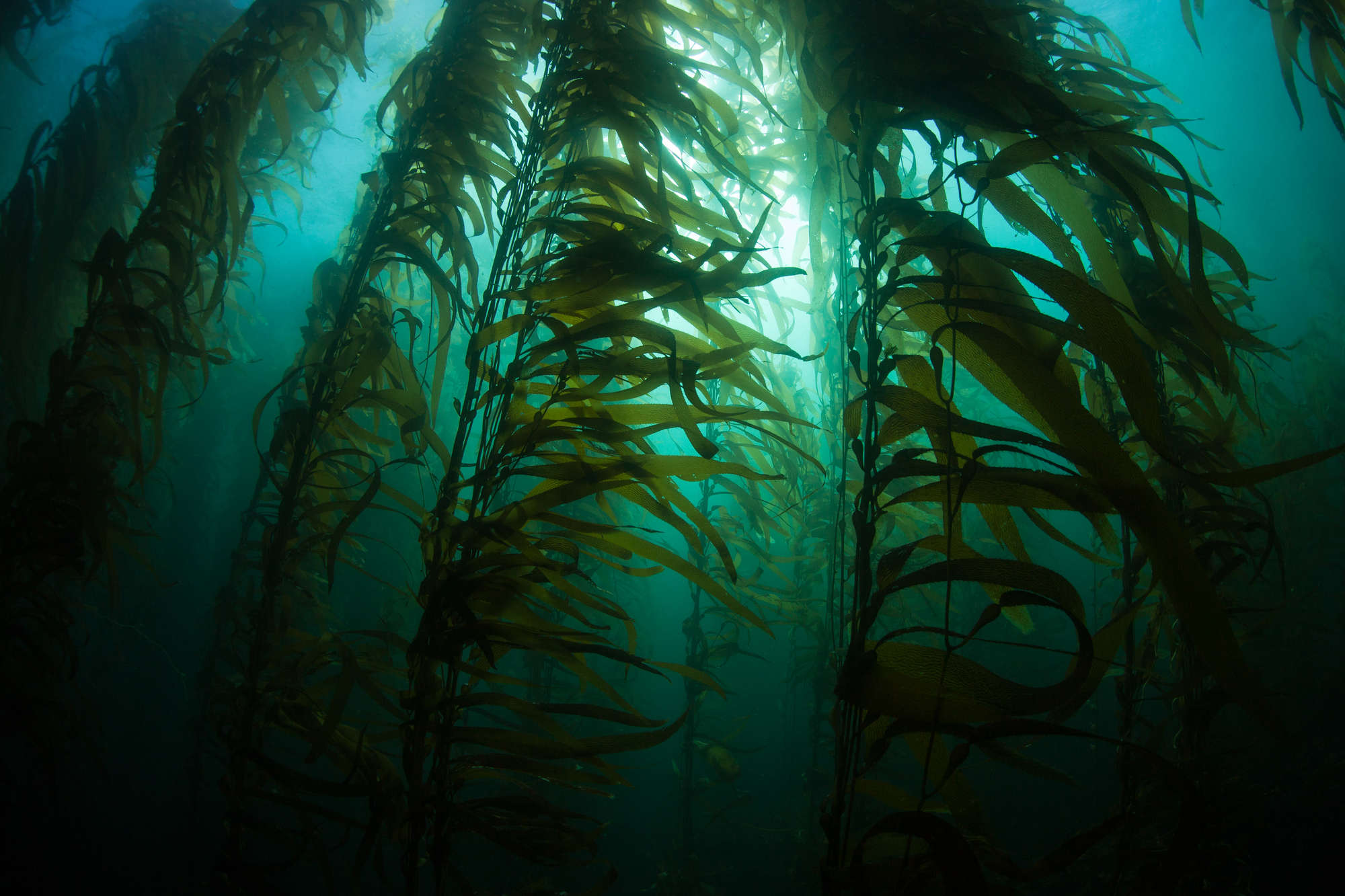 The “Rainforests” of the Sea: Kelp Forests and Their Global Importance