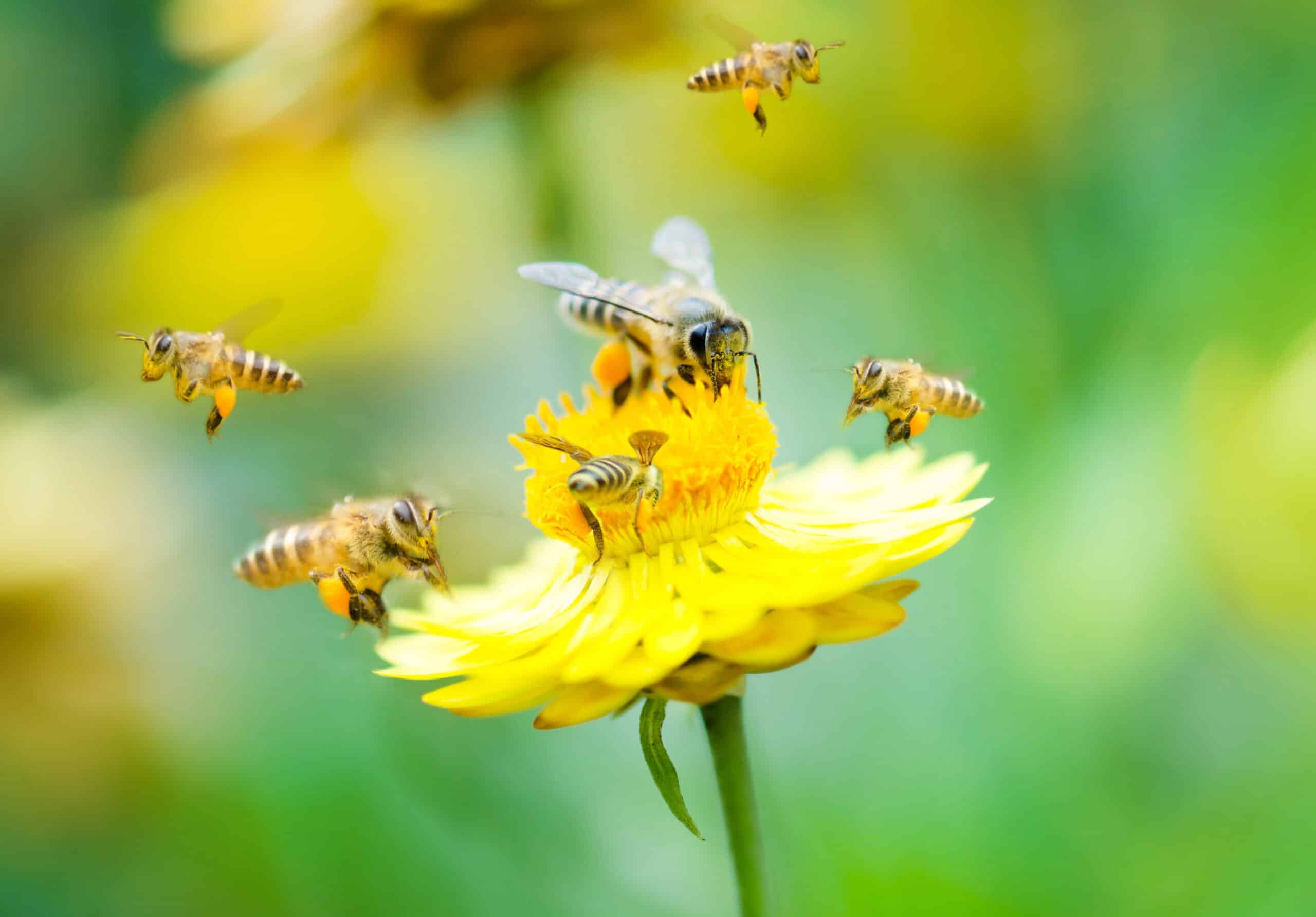 How Bees Pollinating Help Save the World