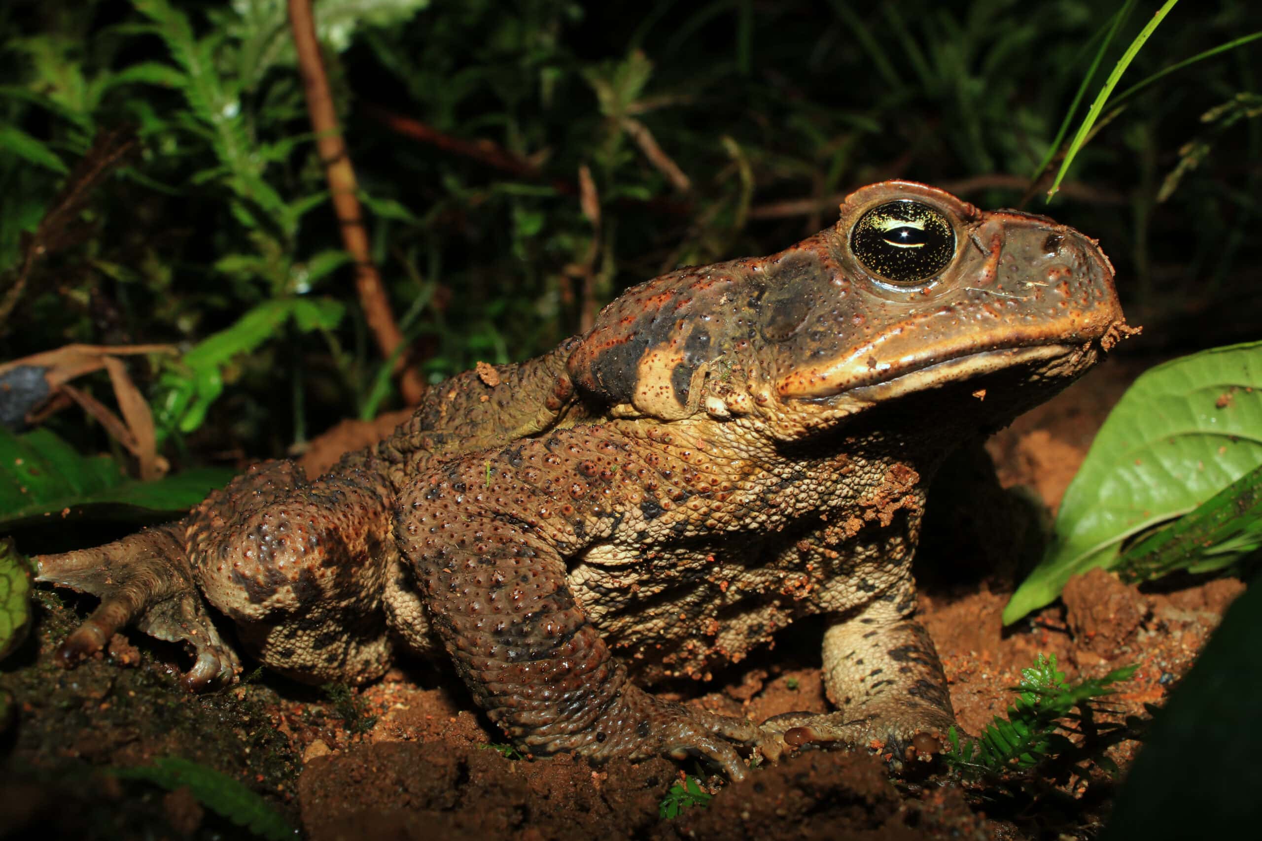 How Cane Toads Are Devastating Hawaiian Ecosystems