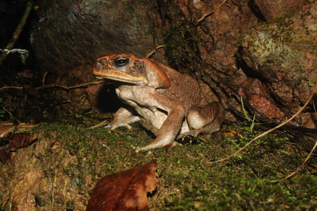 cane toad