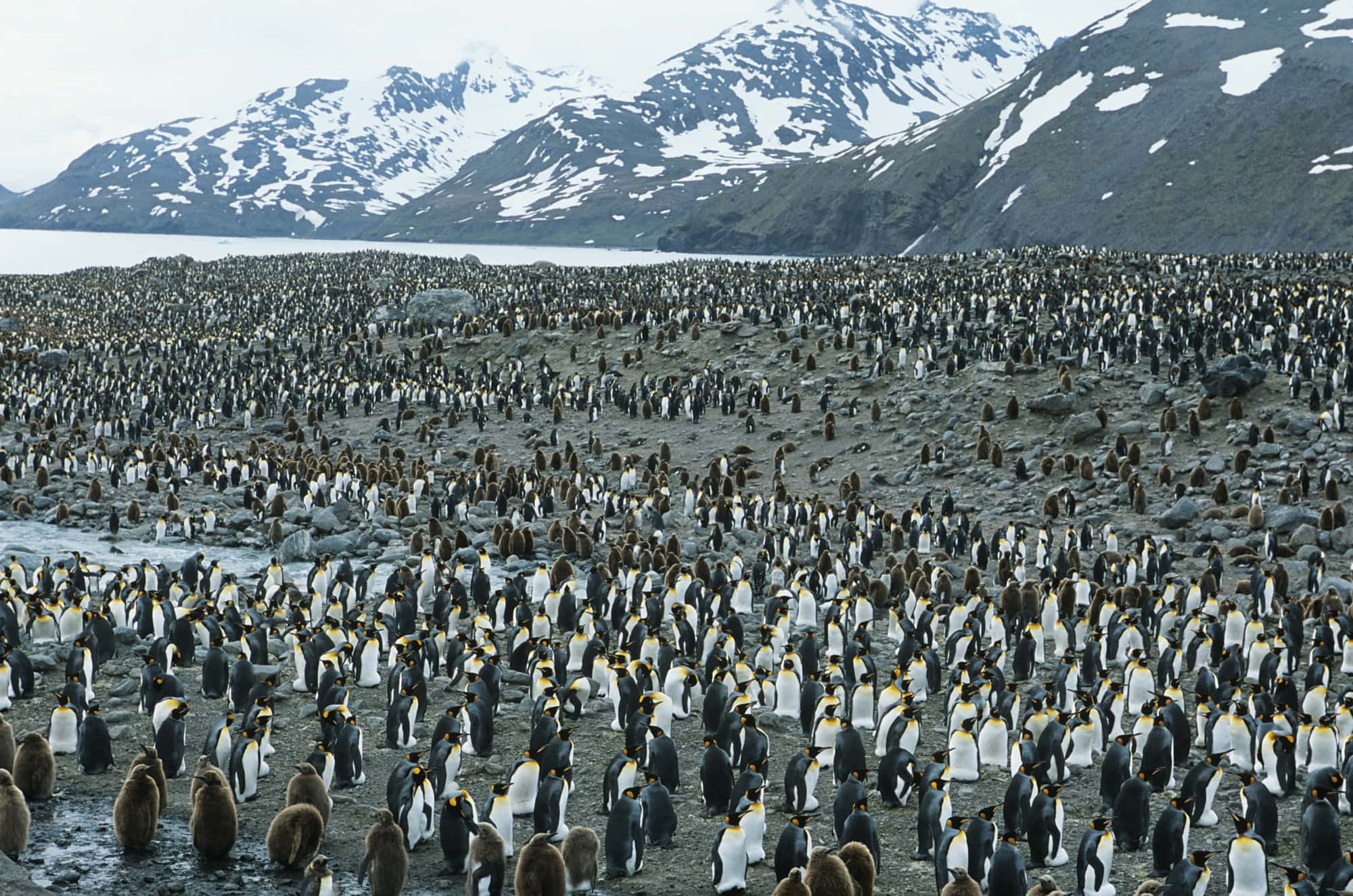 Discovering New Emperor Penguin Colonies from Space