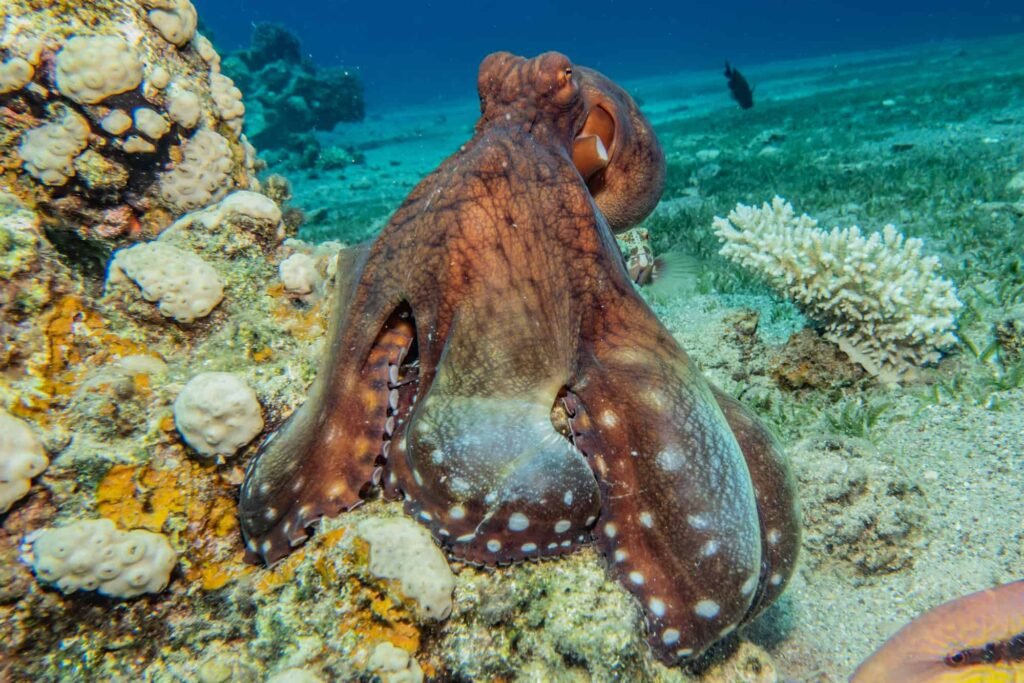 octopus punching fish