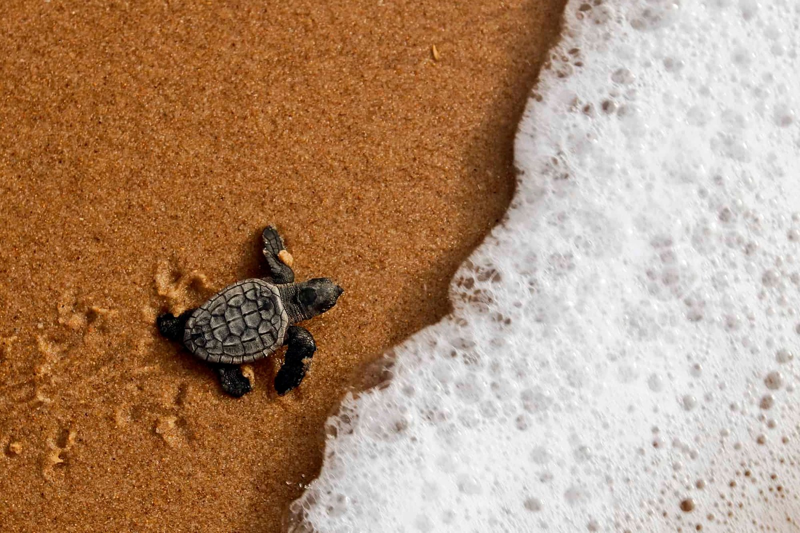 The Hatchling Hustle: Why Only 1 in 1,000 Baby Turtles Survive