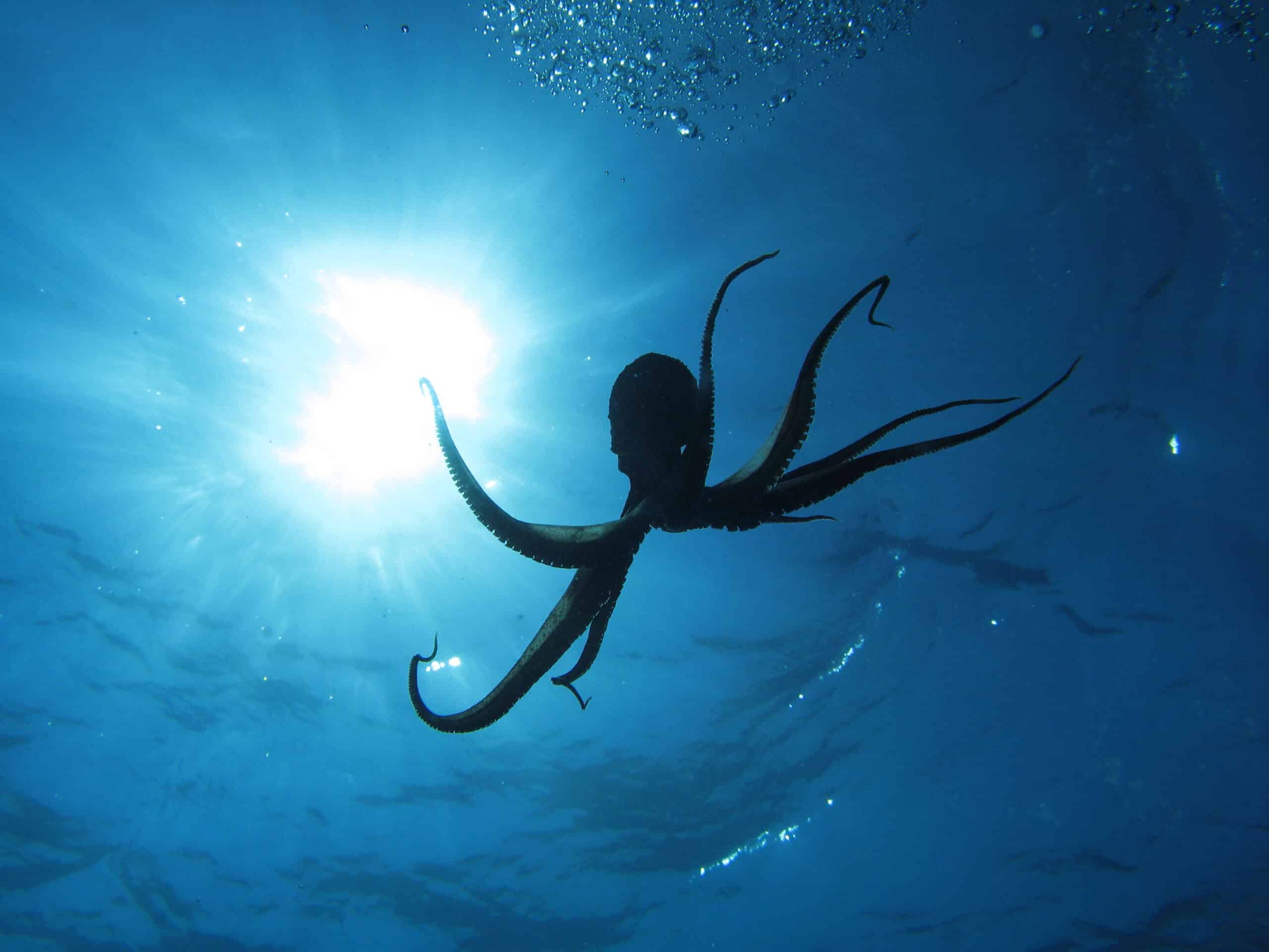 Now You See Me, Now You Don’t: Octopuses Camouflage Abilities