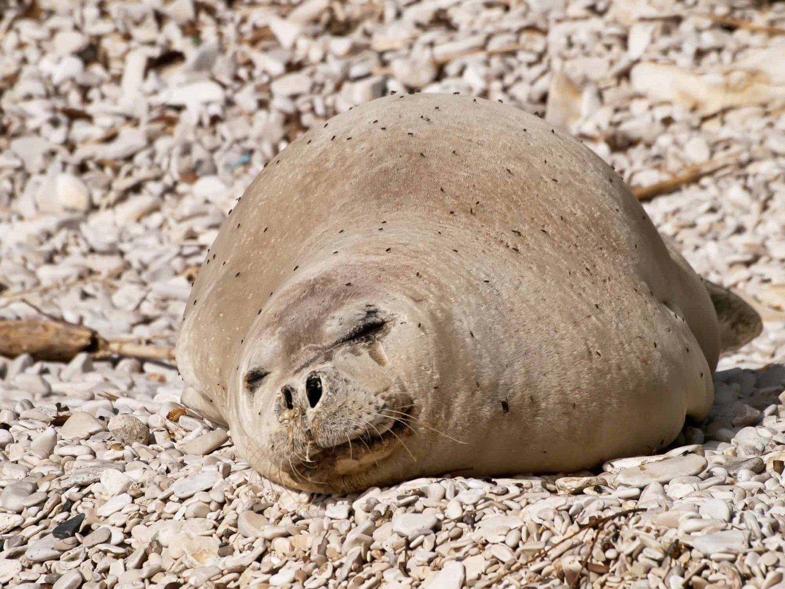 Recovery of the Mediterranean Monk Seal