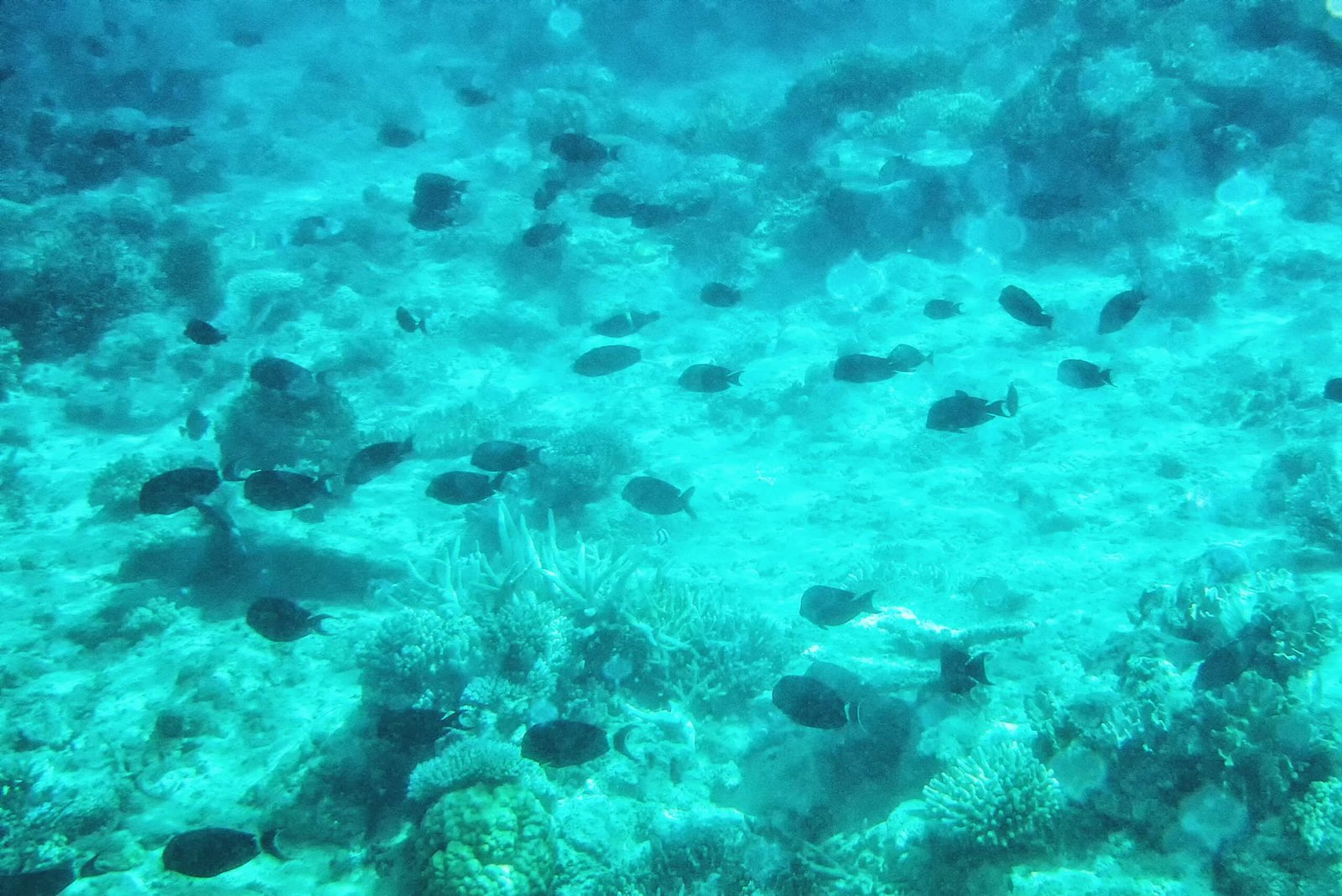 Fiji’s Soft Coral Capital of the World: Why These Waters Hold the Key to Ocean Conservation