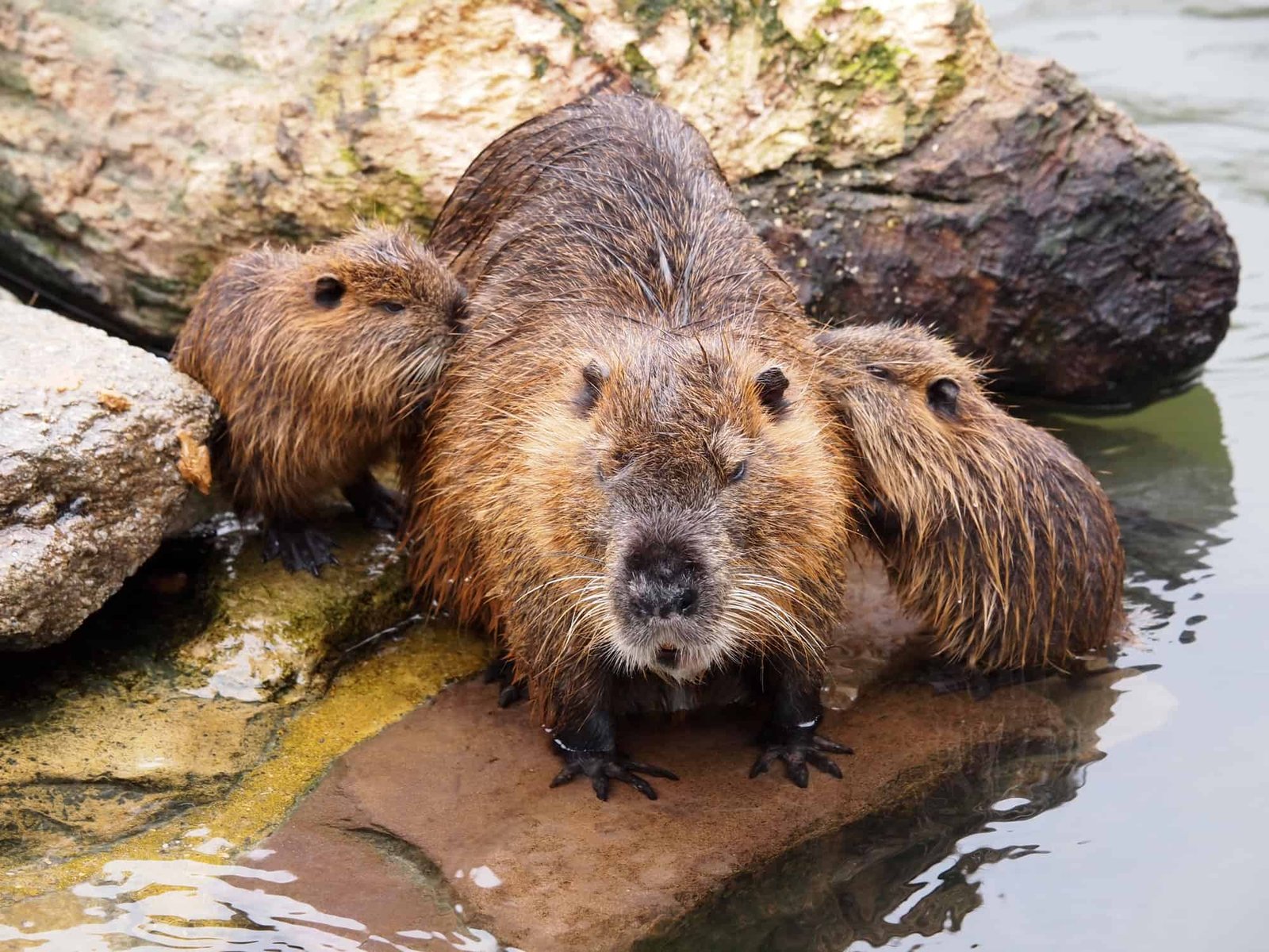International Beaver Day: How These Creatures Alter Rivers and Shape Forests