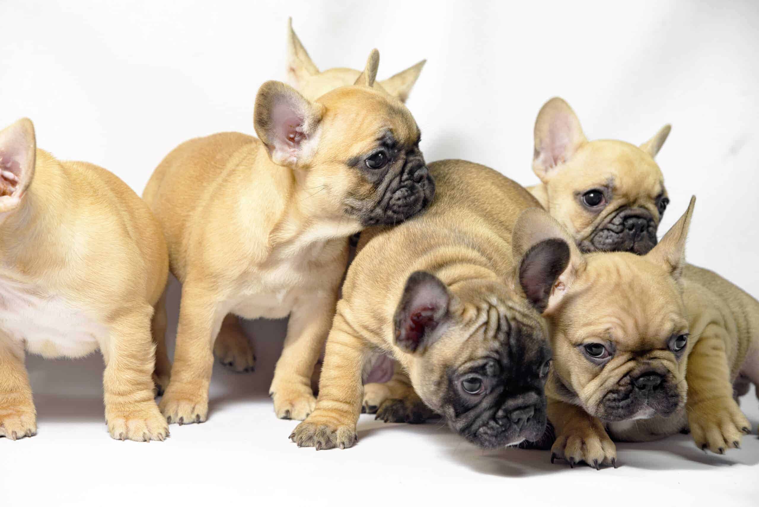 Harnessing Technology to Fight Rabies: The Role of Facial Recognition in Dog Vaccination