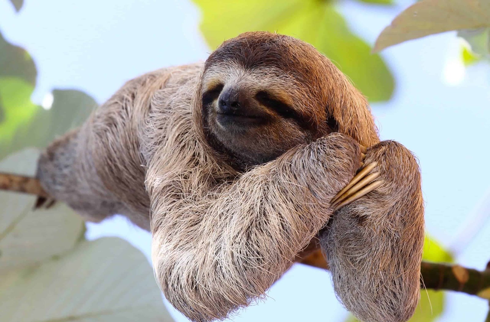 The Laziest Creature on Earth? How Sloths Outsmart Predators by Doing Nothing