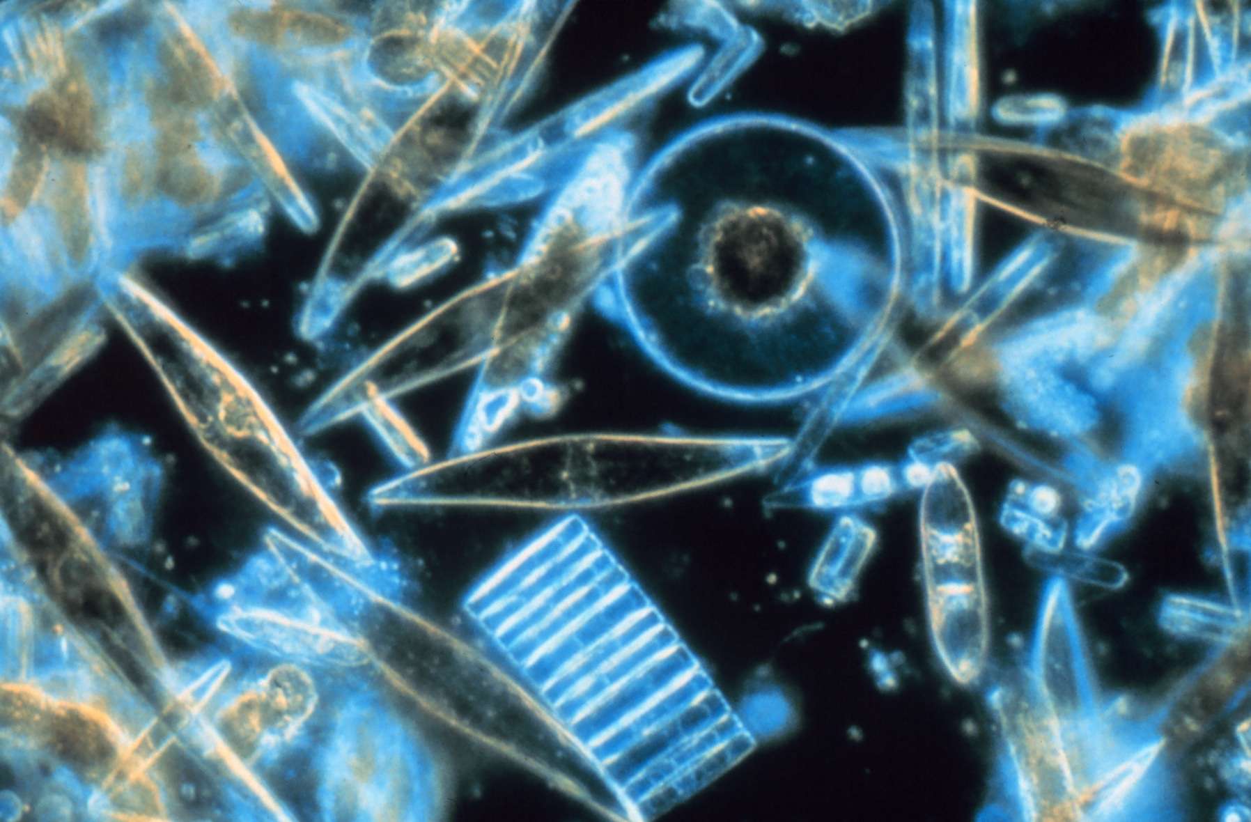 The Largest DNA Study in the Ocean