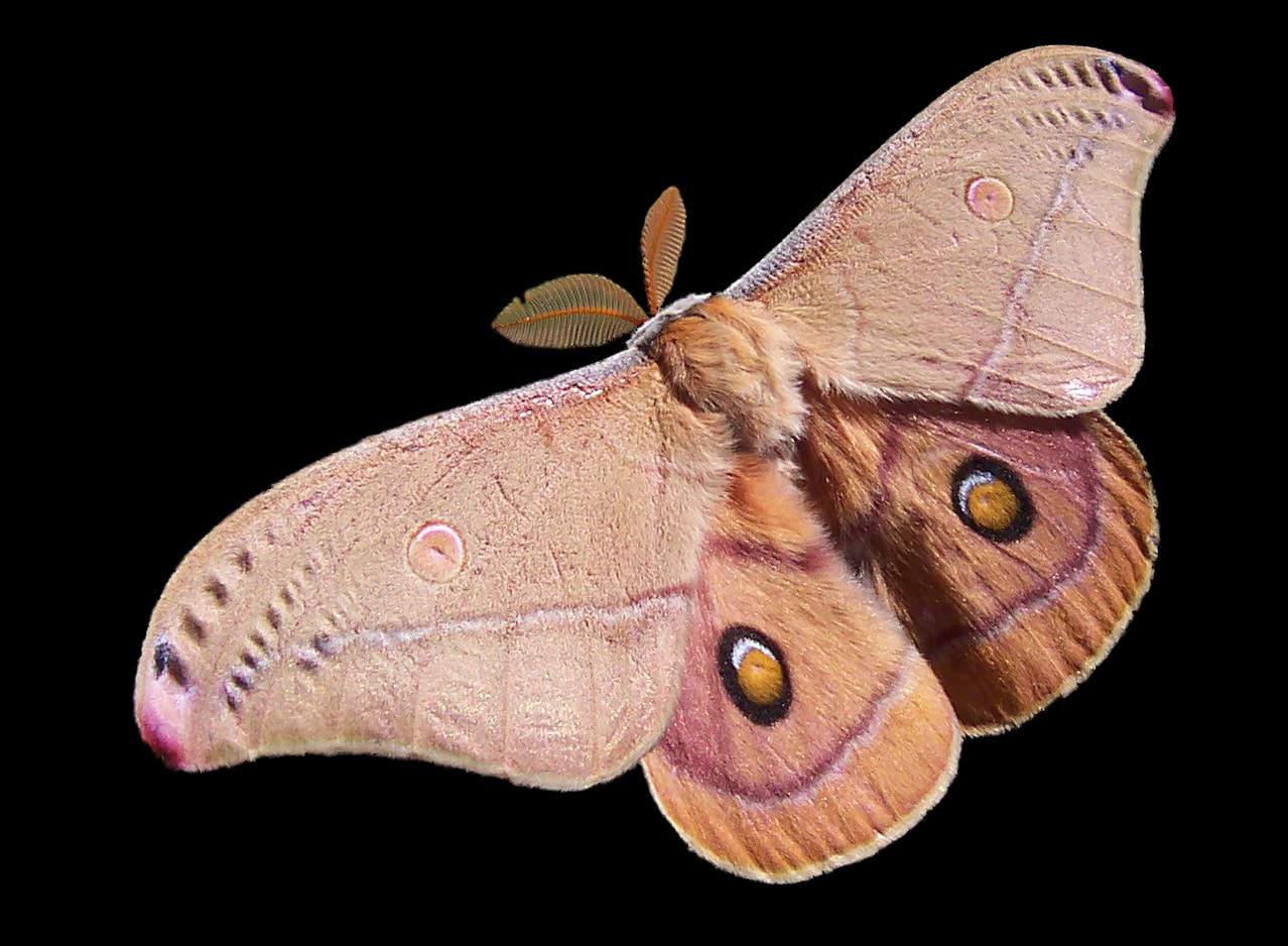 10 Animals That Evolved in Unbelievable Ways