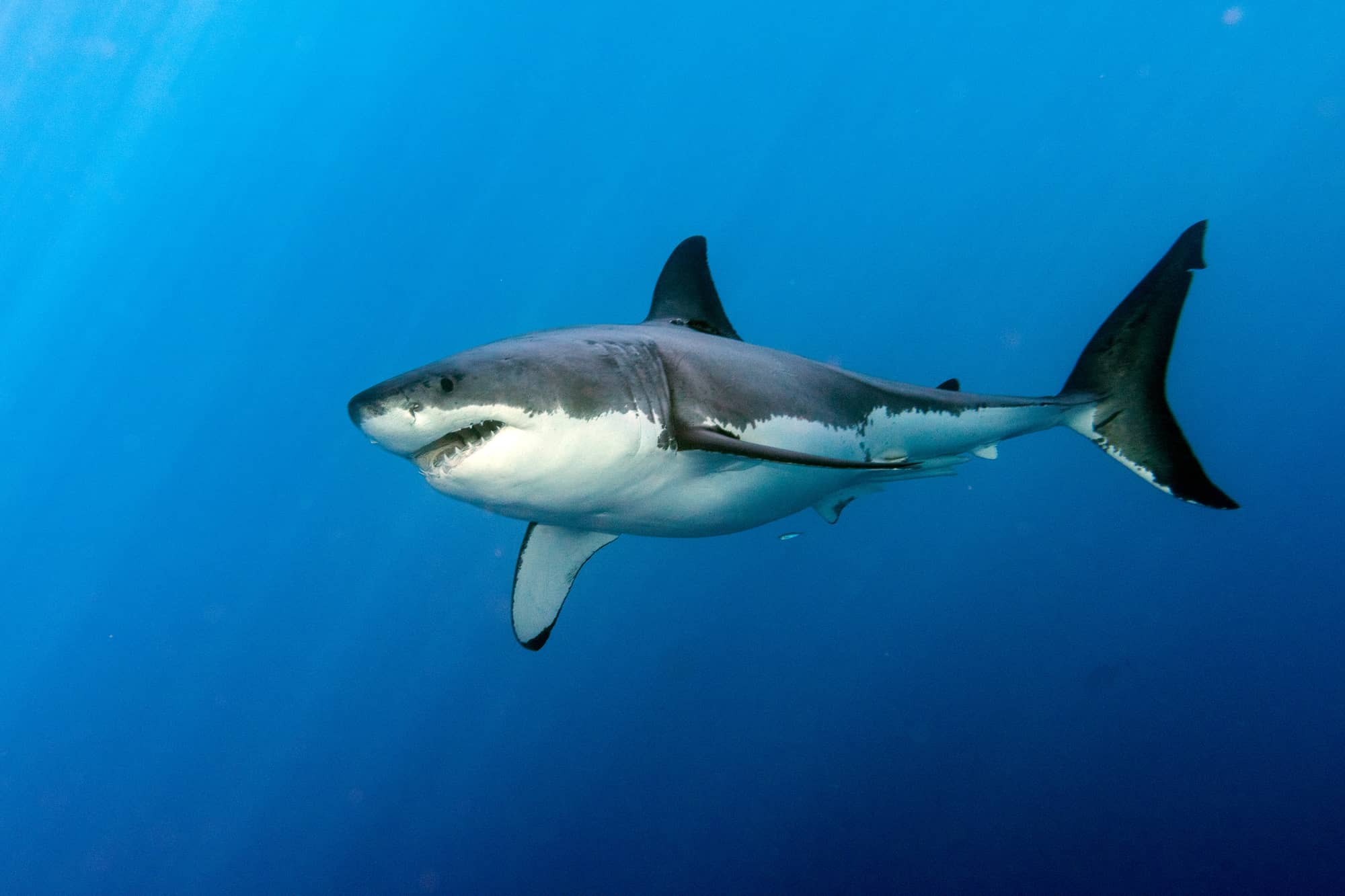 Great White Sharks Divided Into 3 Populations 200,000 Years Ago Until Now