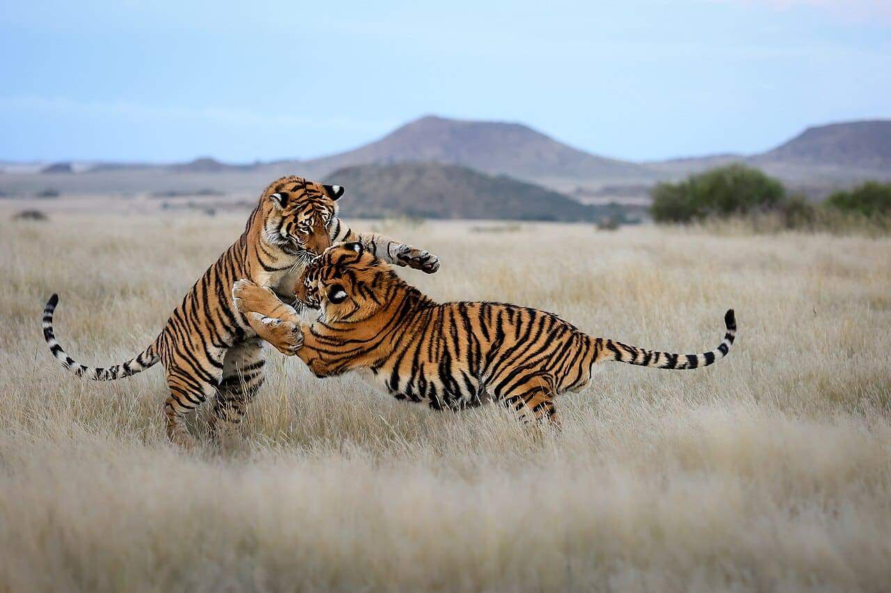 Asian Tigers Roaming the African Savannah