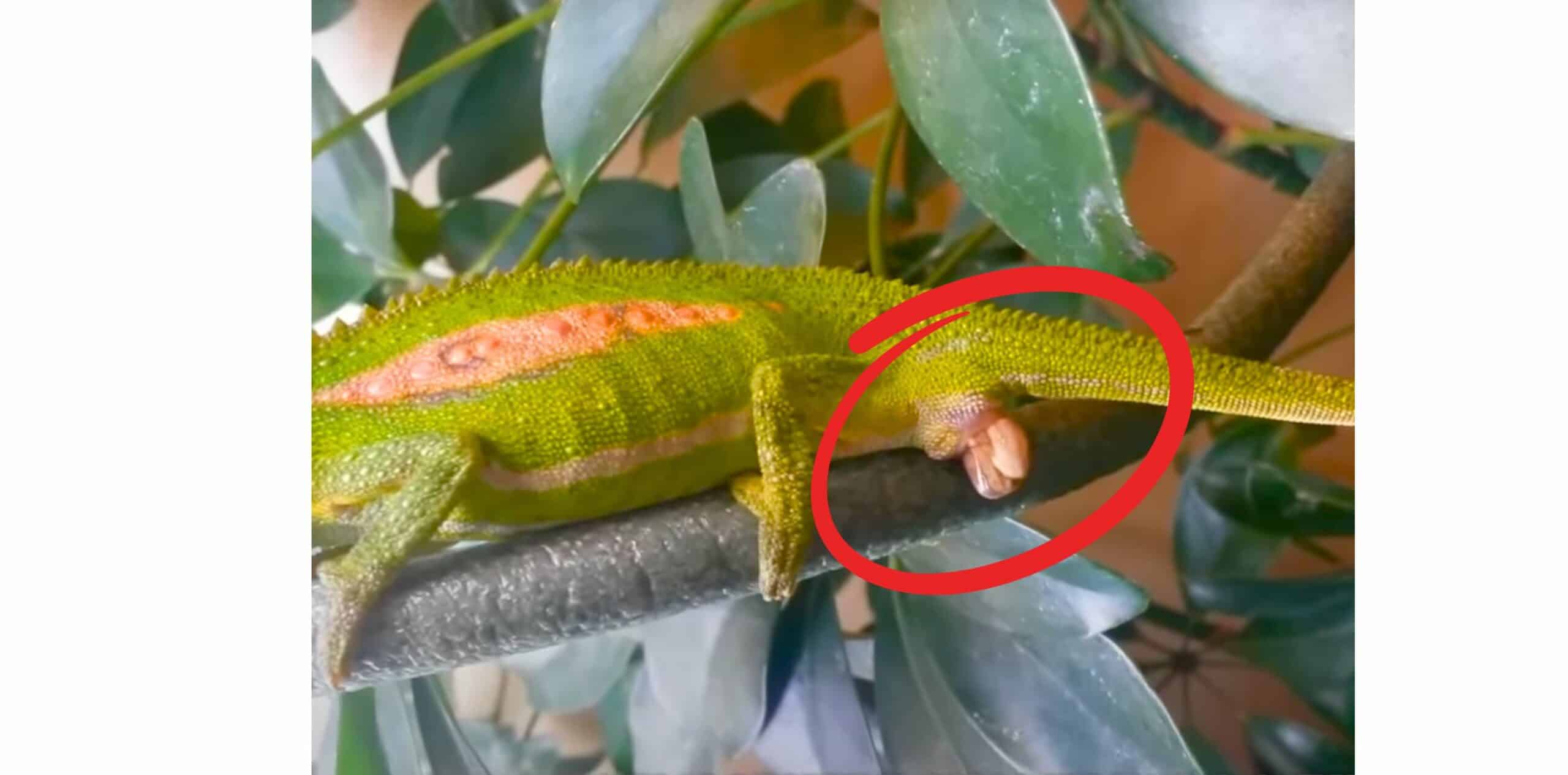 Chameleons Who Give Live Birth