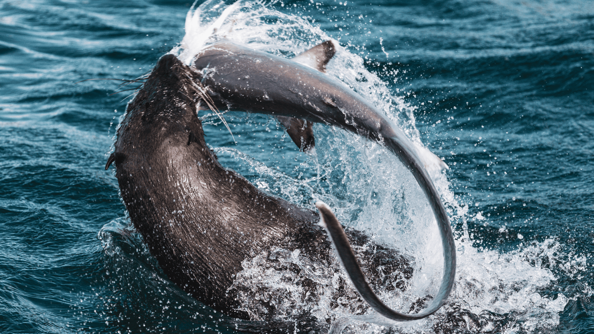 The Art of Hunting: How Predators in Nature Choose Their Prey
