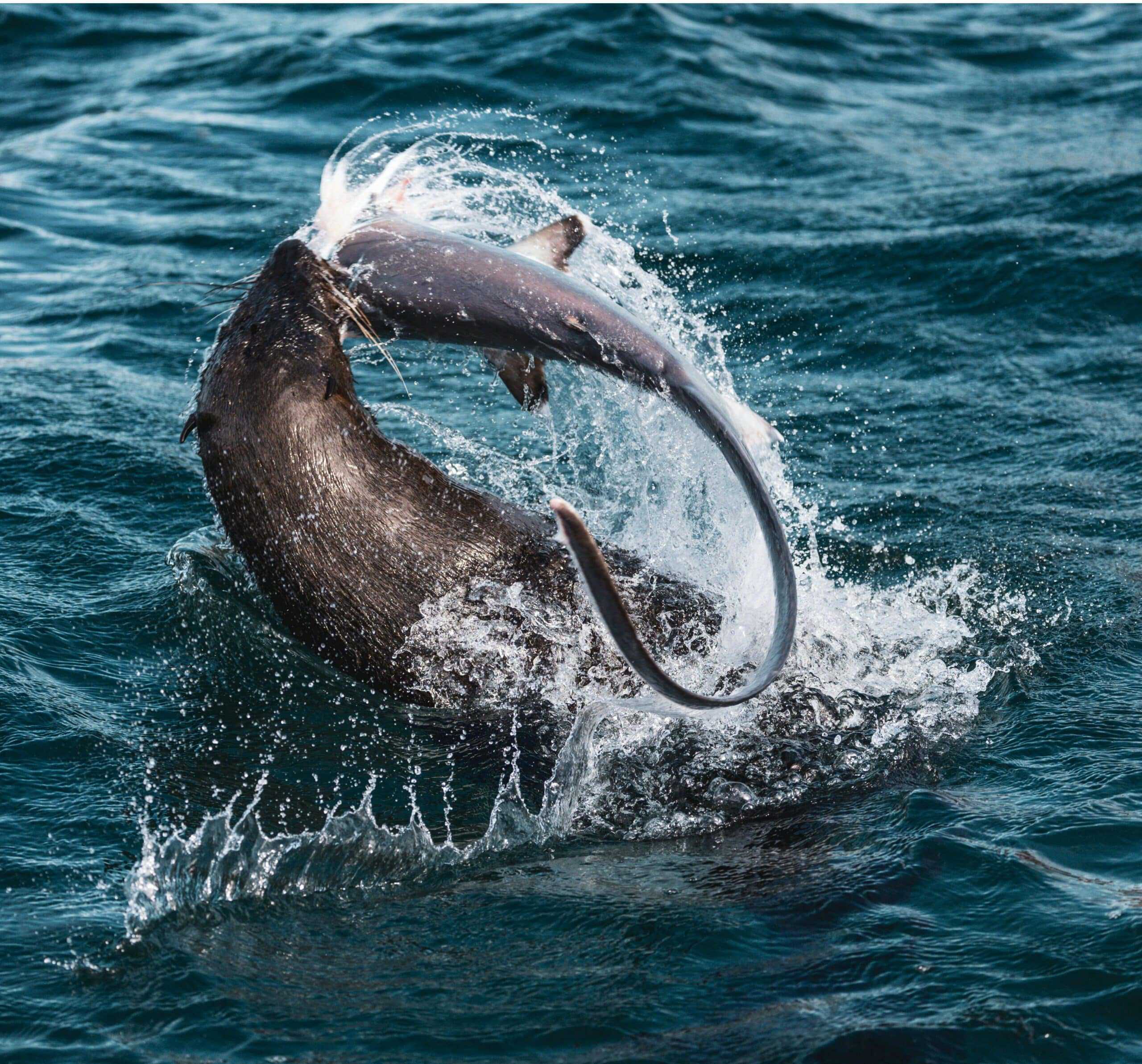 How Predators Shape Ecosystems Through the Trophic Cascade