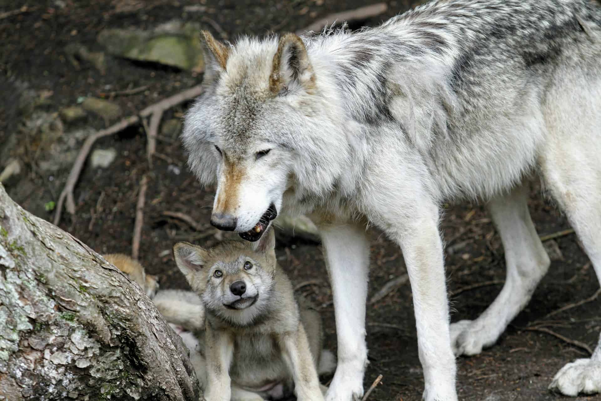 The Endangered Species Act: A Guide to How It Works