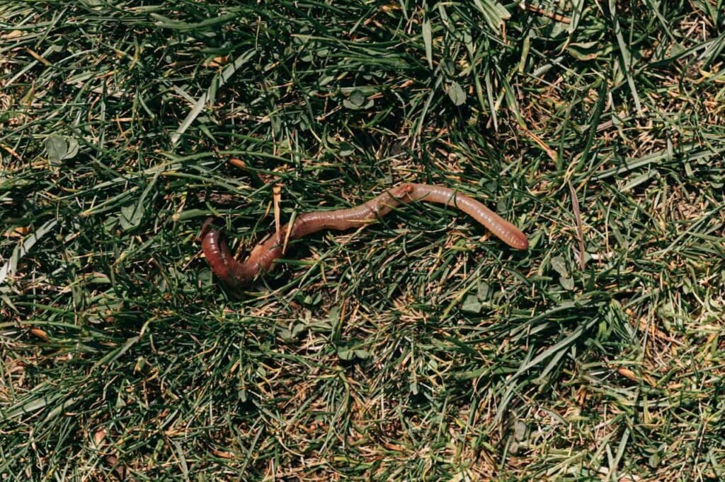 earthworm