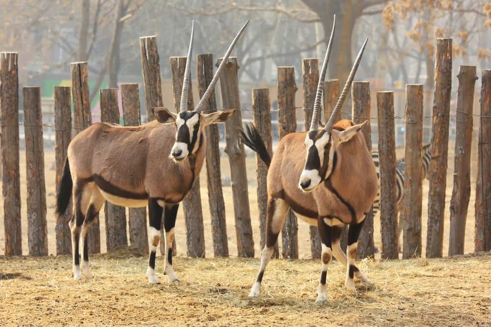 tibetan antelope