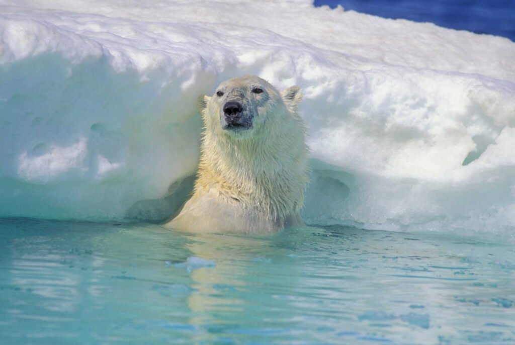Polar Bear In Water