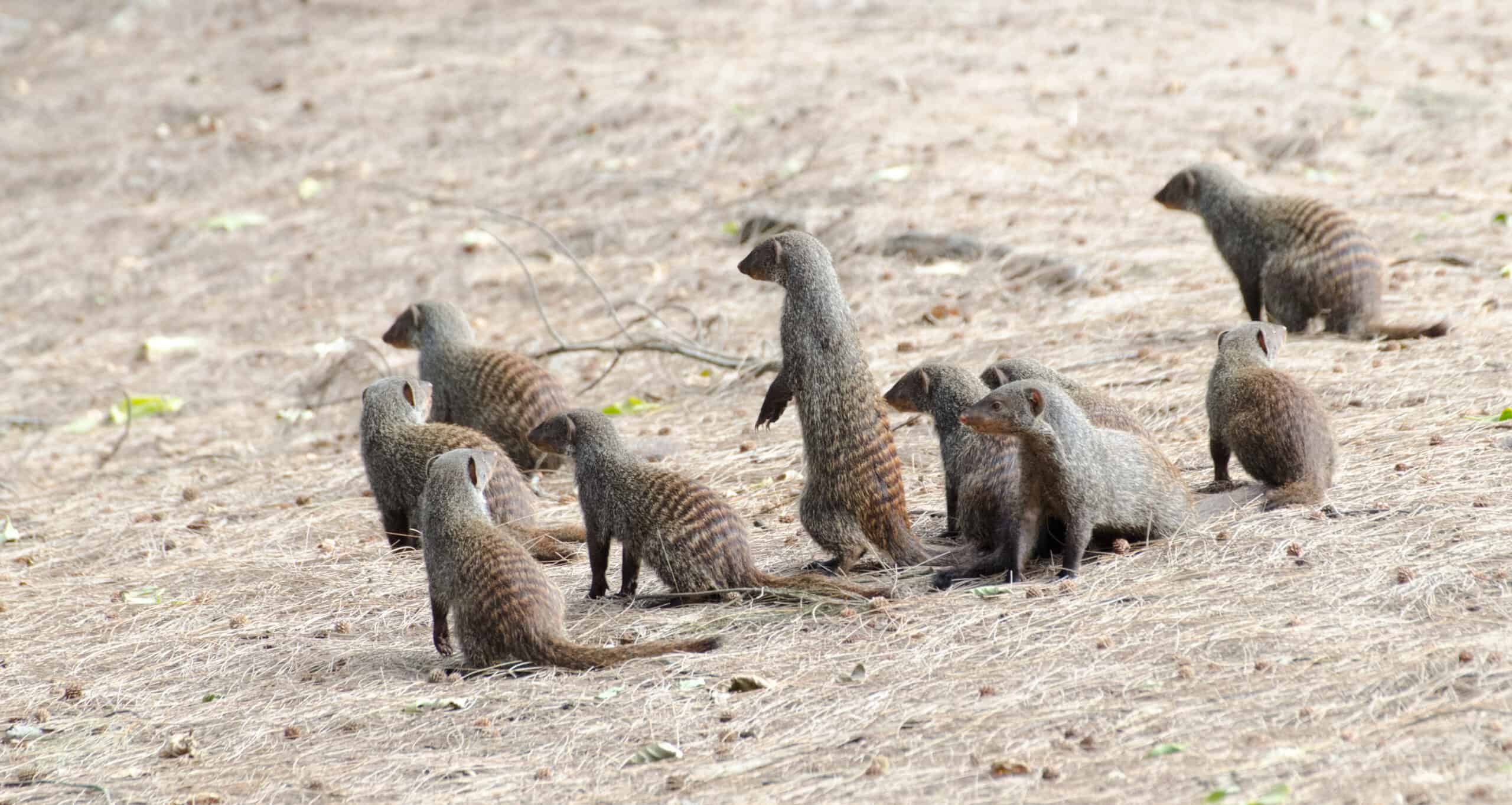 The Synchronized Birthing Strategy of Banded Mongoose Mothers in Uganda