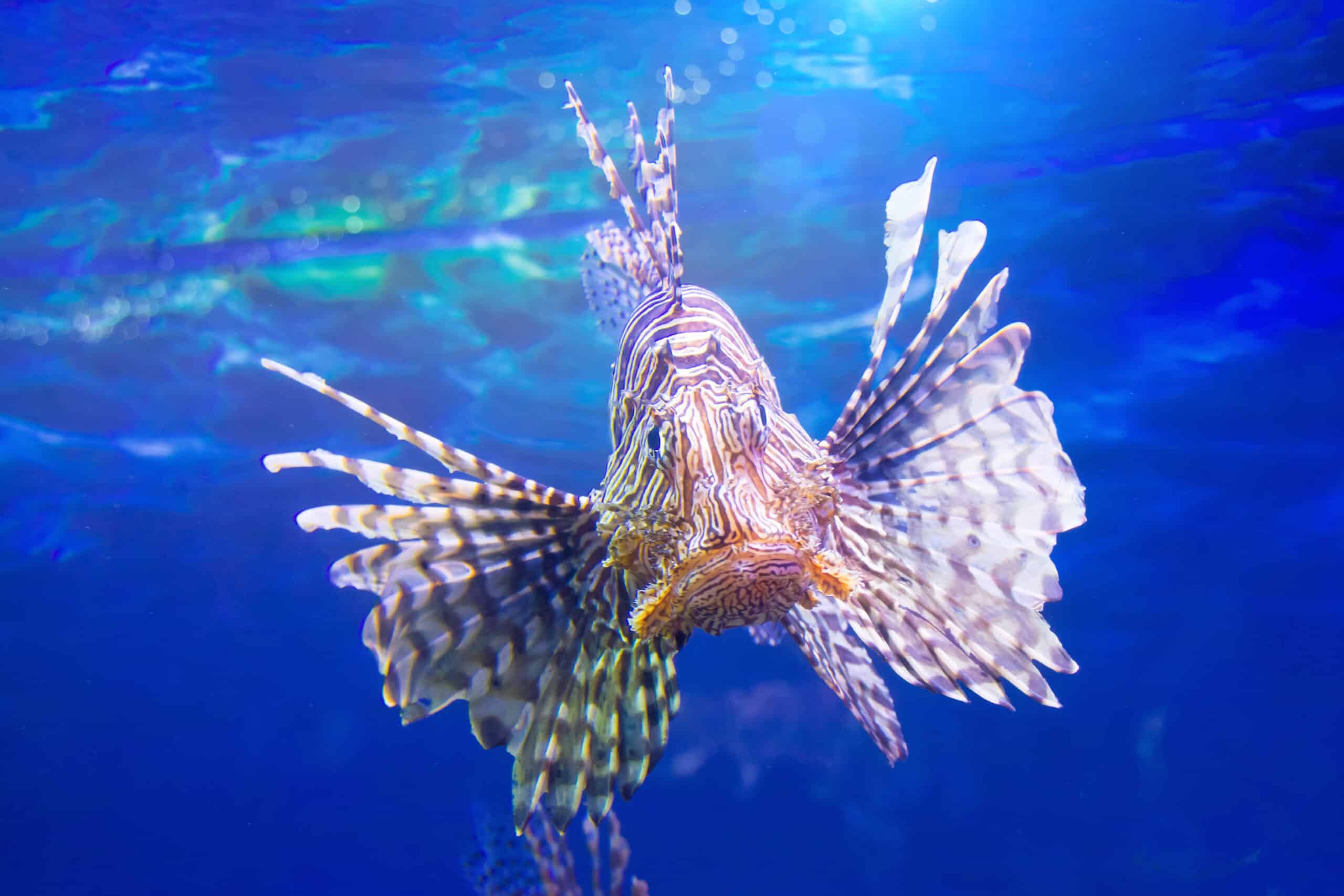 10 Marine Animals with Astonishing Adaptations