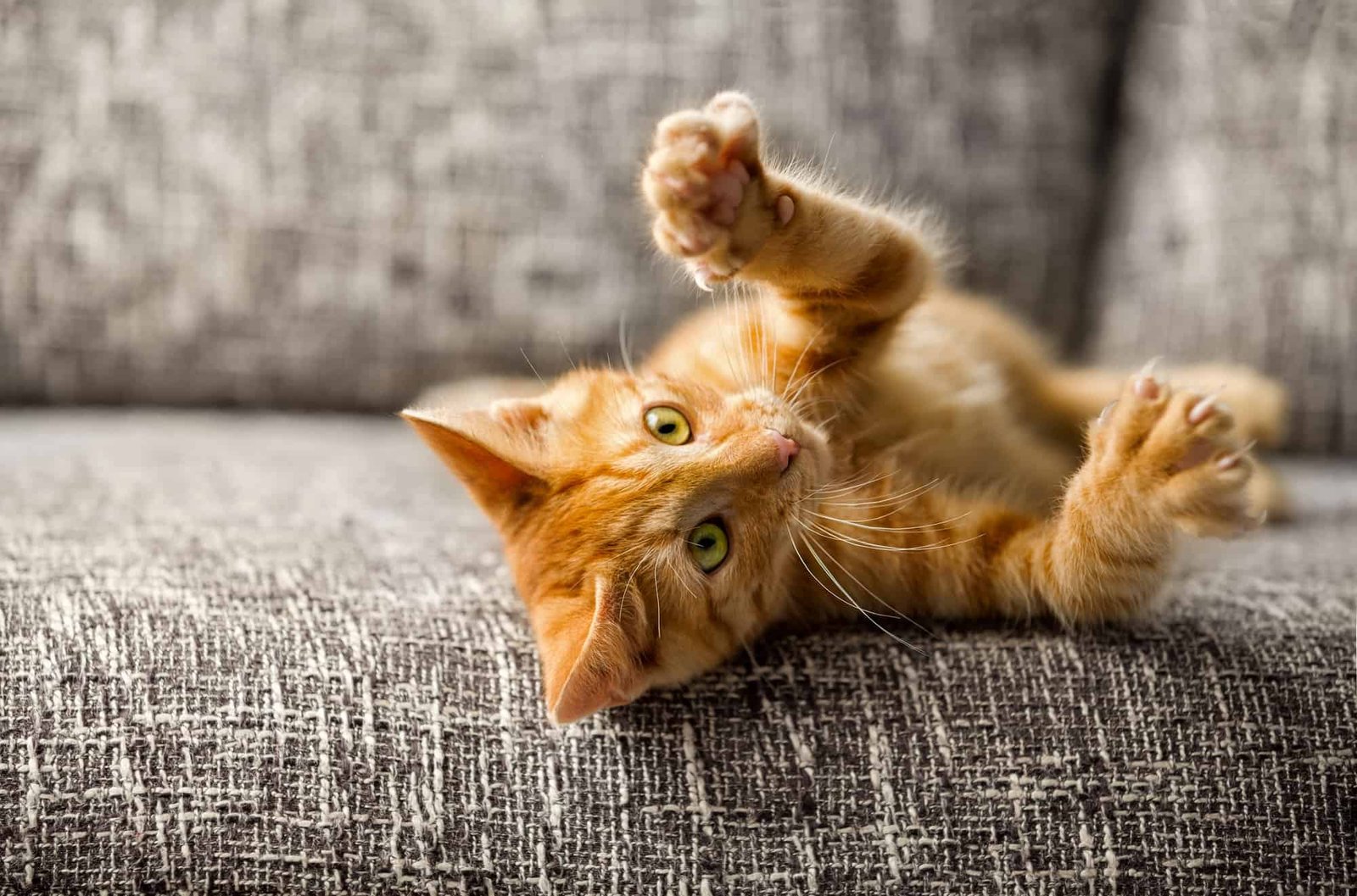 Cats and Their Mysterious Behavior: What Makes Them So Fascinating?