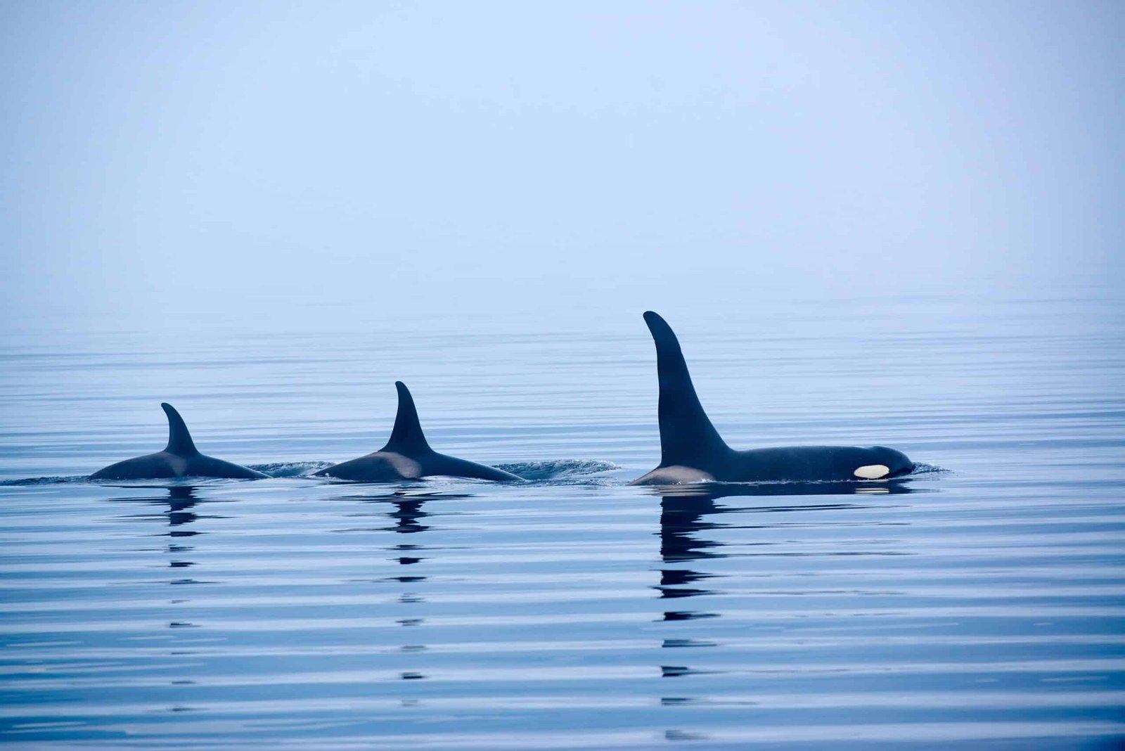 The Science Behind Orca Dialects and Family Bonds