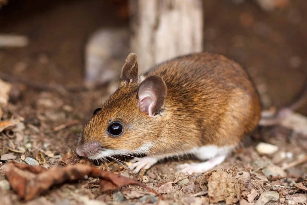 White-footed Mouse