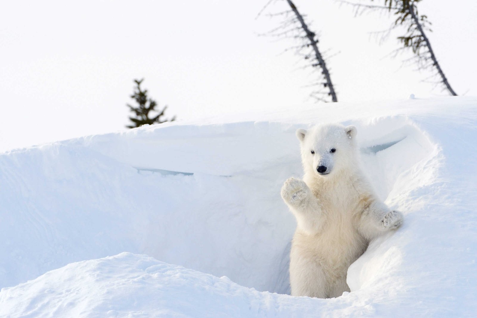 First Steps into the Wild: The Rare Footage of Polar Bear Cubs Emerging from Their Dens