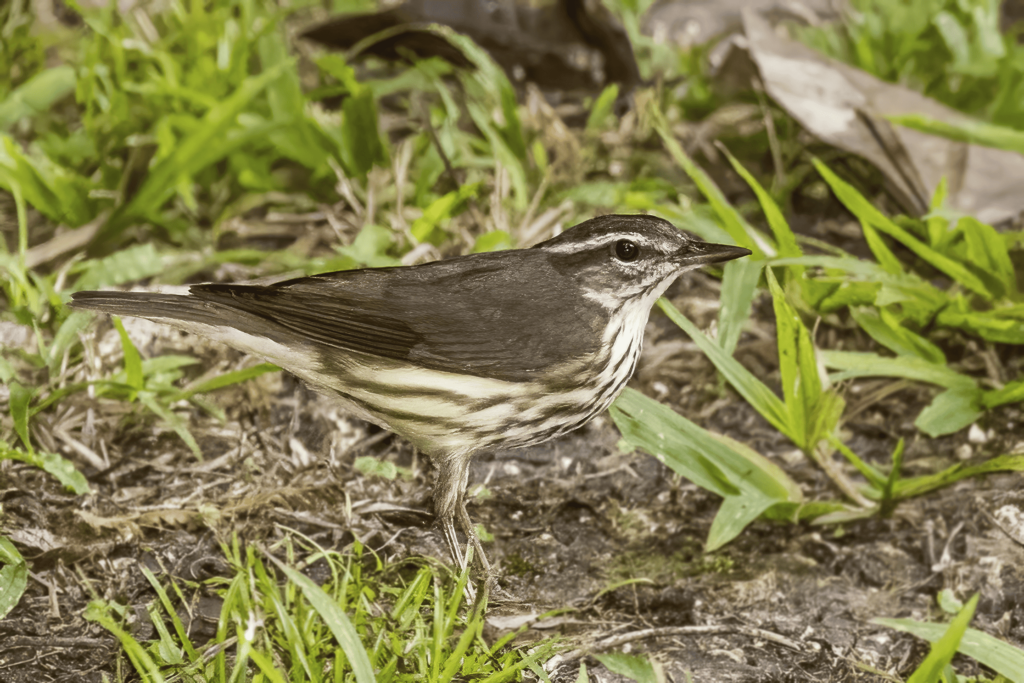 Louisiana Waterthrush