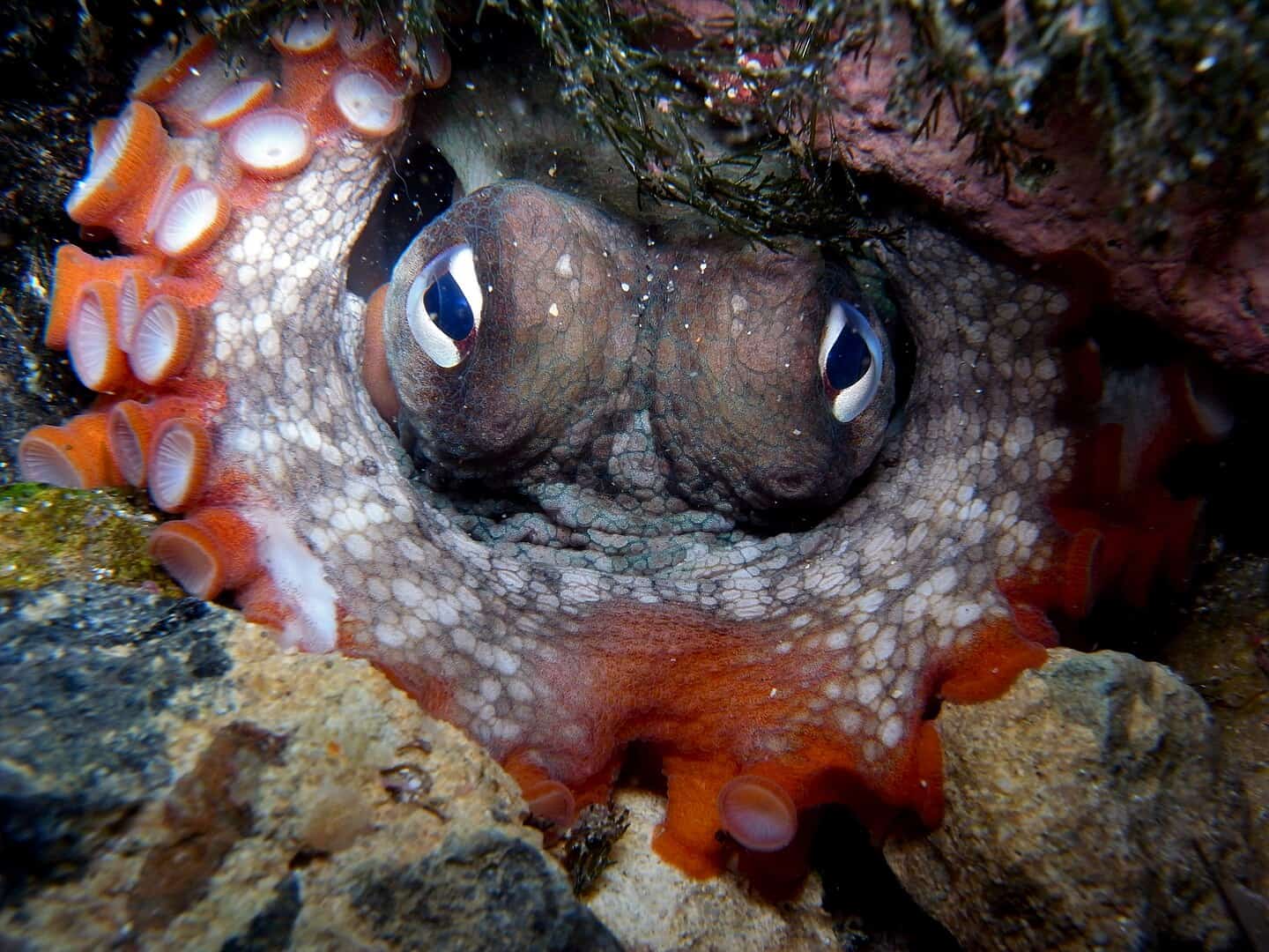 Recent Discovery Stuns Scientists as Octopus Defies Nature and Forms Strategic Alliances to Dominate Underwater Hunts